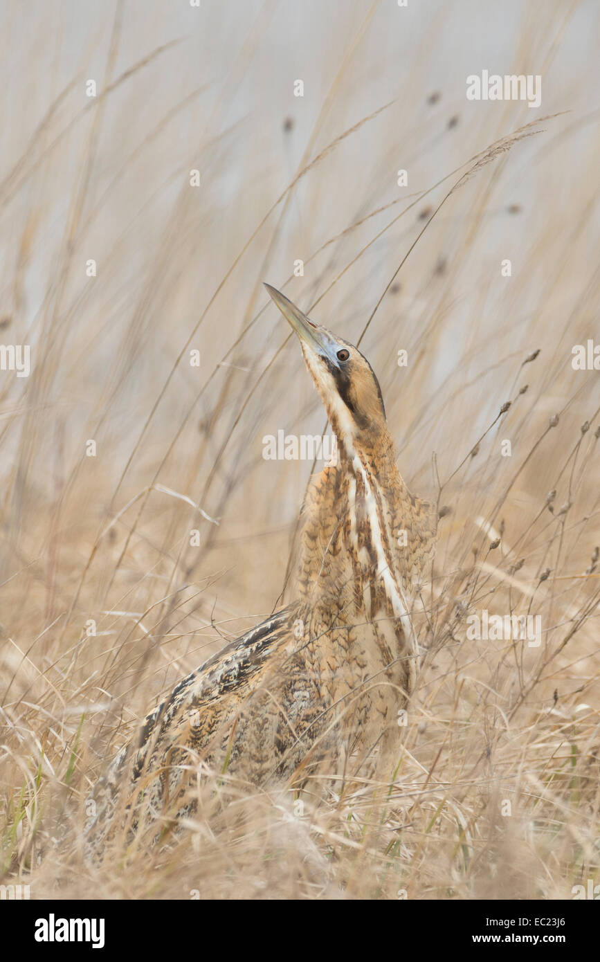 Eurasian Botaurus stellaris, nel Parco Nazionale del lago di Neusiedl, Burgenland, Austria Foto Stock