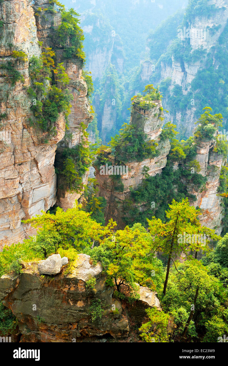 Avatar montagne con quarzo verticale-colonne di arenaria, Zhangjiajie National Forest Park, nella provincia del Hunan, Cina Foto Stock