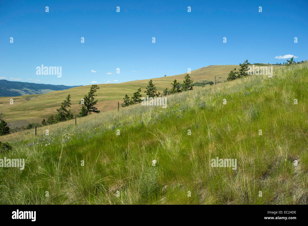 Grassy Slope e cielo blu che si affaccia sul centro-sud della parte interna della Columbia Britannica Foto Stock