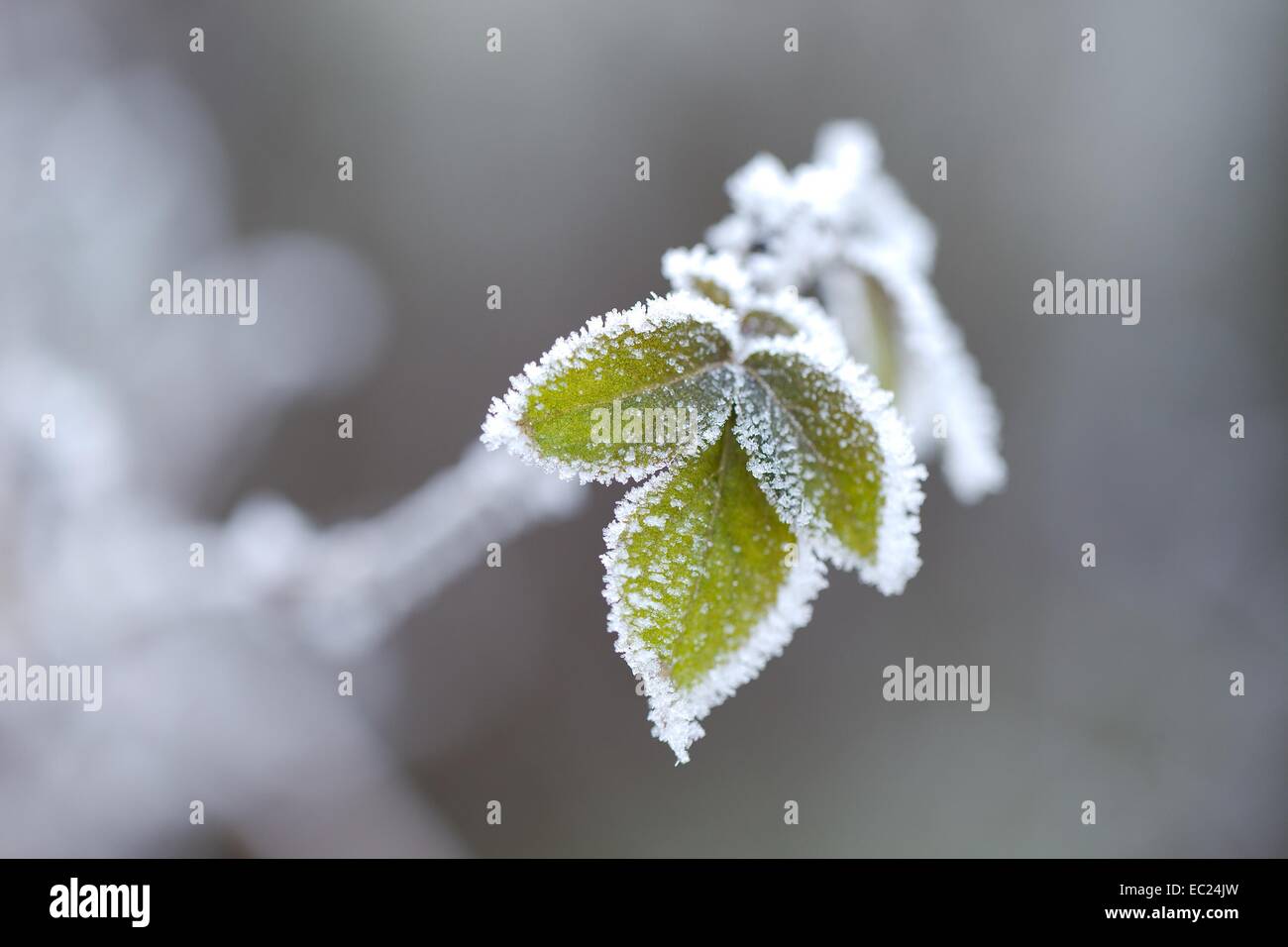 Fogli congelati Foto Stock