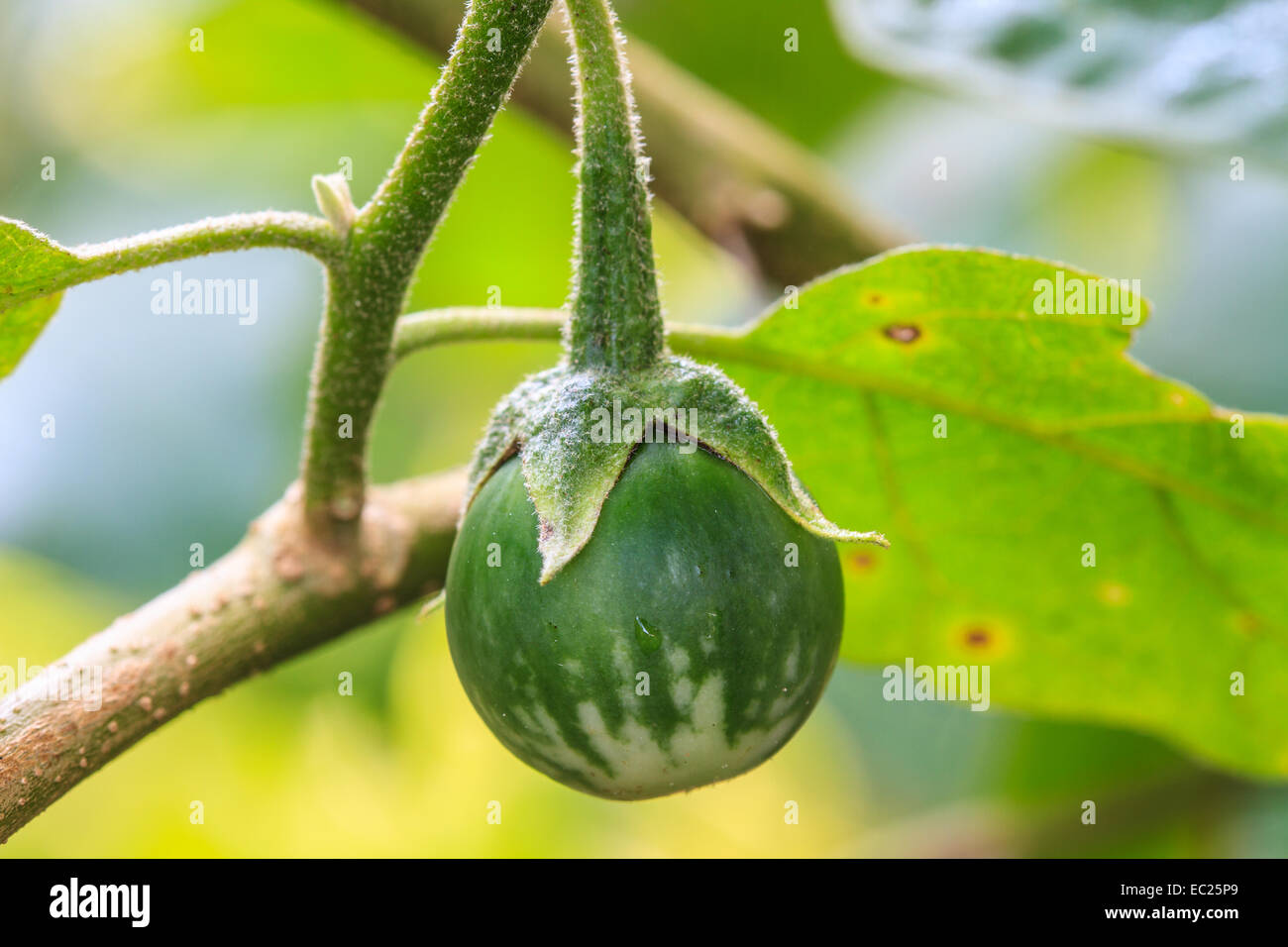 Verdura fresca di melanzane su albero in giardino Foto Stock