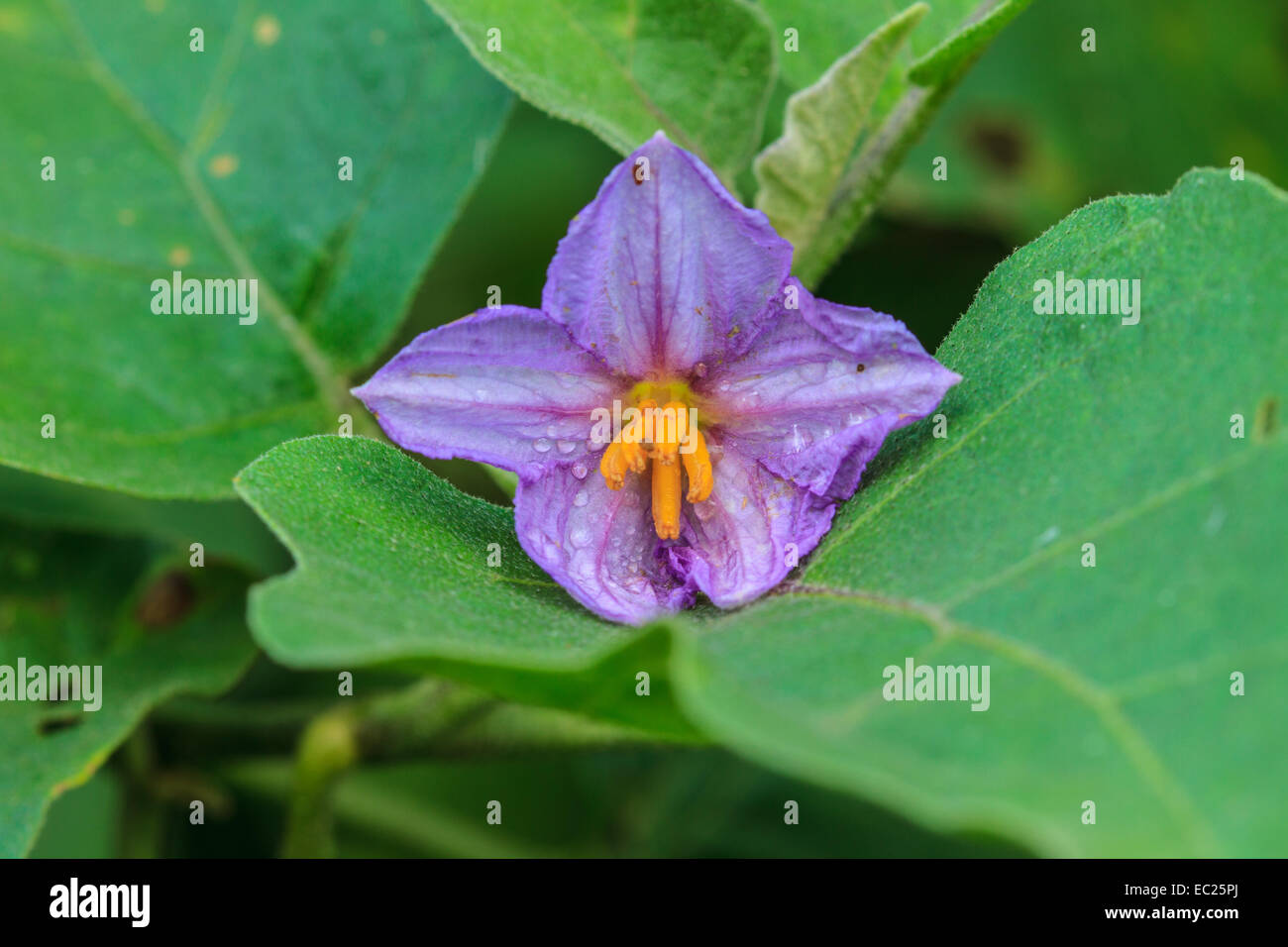 La melanzana fiori che sbocciano in natura con il verde bellissimo sfondo bokeh di fondo Foto Stock