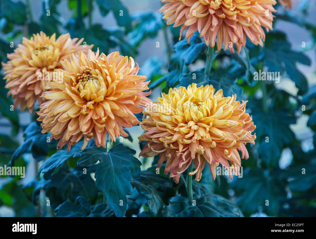 Fiore di arancia capi di fine fioritura invernale riflessi crisantemo 'Bronzo perfezione Mayford' ad RHS Gardens in Wisley, Surrey (classificazione 4aB) Foto Stock