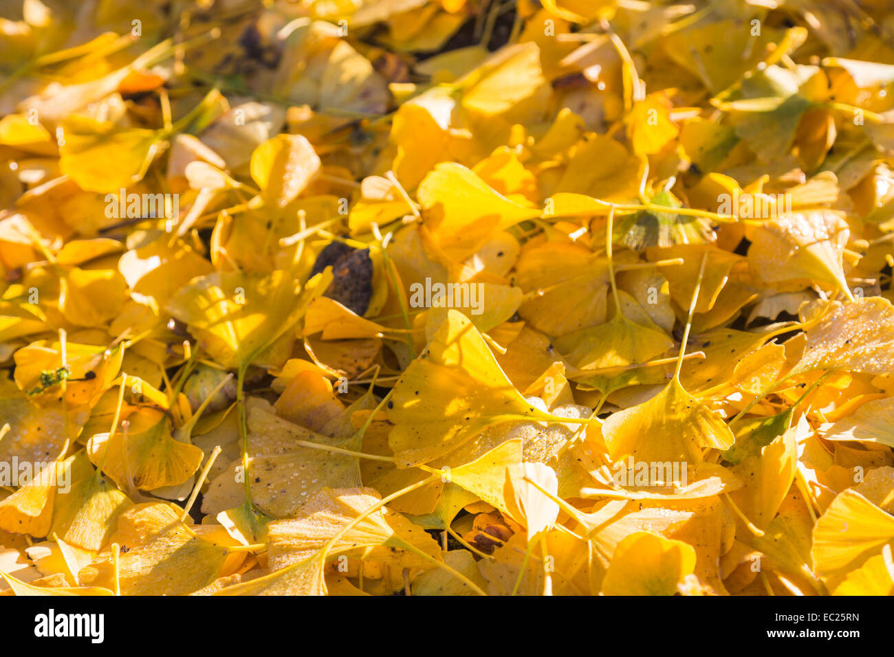 Tappeto stagionali di giallo foglie cadute da un estratto di Ginkgo biloba oppure maidenhair tree in inverno, un fossile vivente nativa per la Cina, RHS Wisley Gardens, Surrey Foto Stock