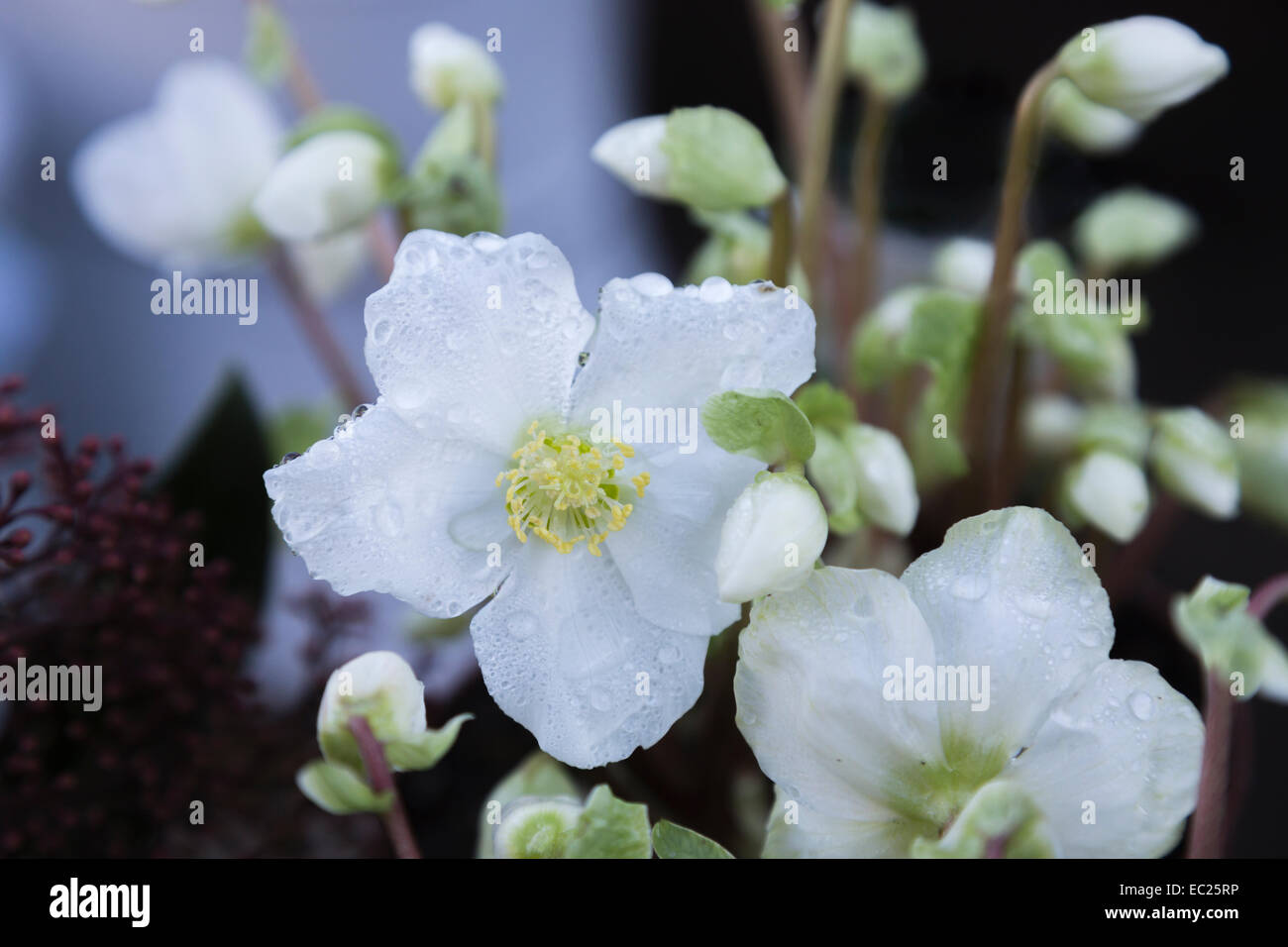 Bianco inverno fioritura l'elleboro, helloborus Verboom 'bellezza' aperto in fiore, con rugiadoso le goccioline di acqua dal gelo di fusione, RHS Gardens, Wisley Foto Stock