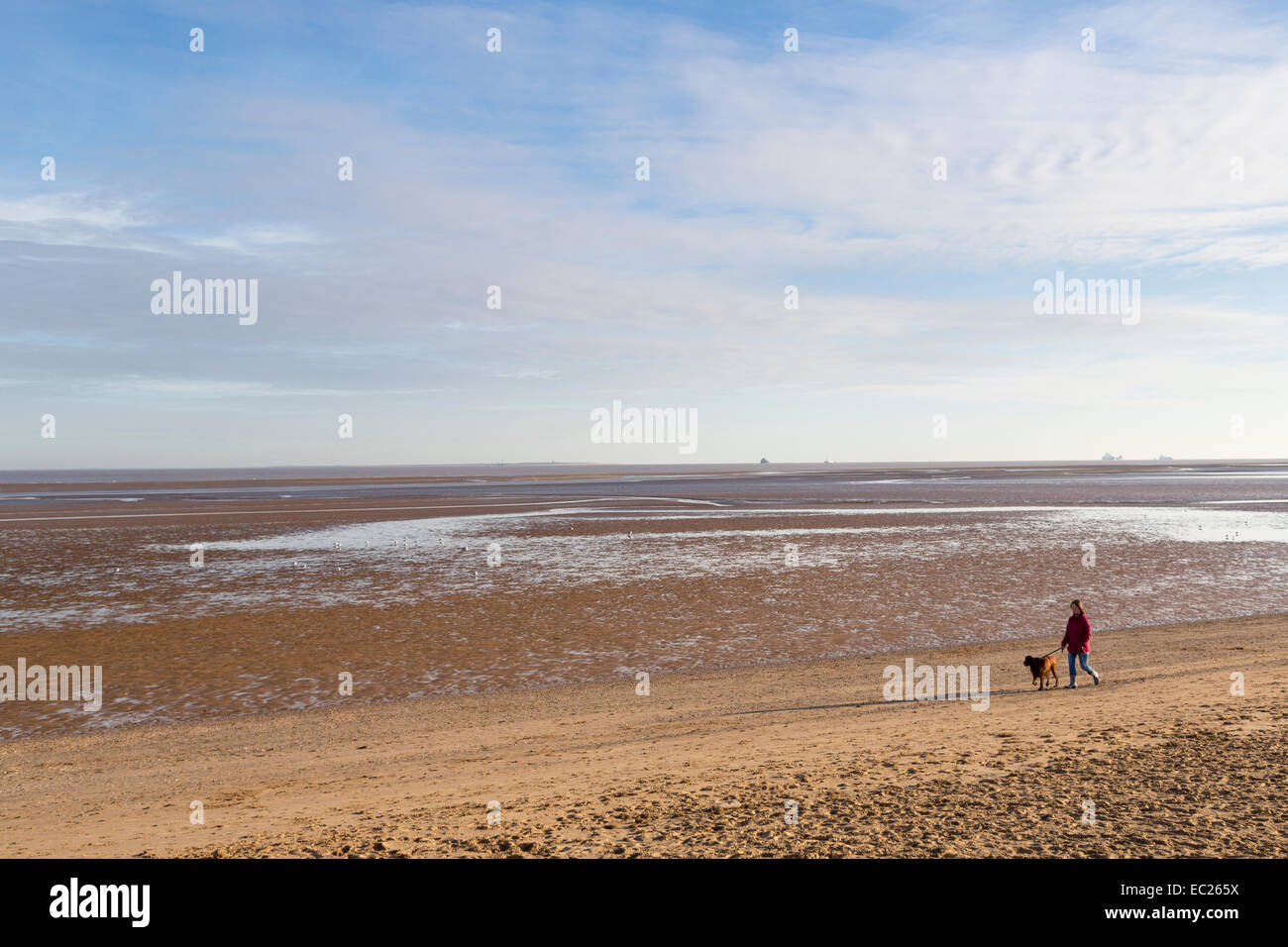 Donna cane a camminare sulla spiaggia con la bassa marea, Cleethorpes, Lincolnshire, England, Regno Unito Foto Stock