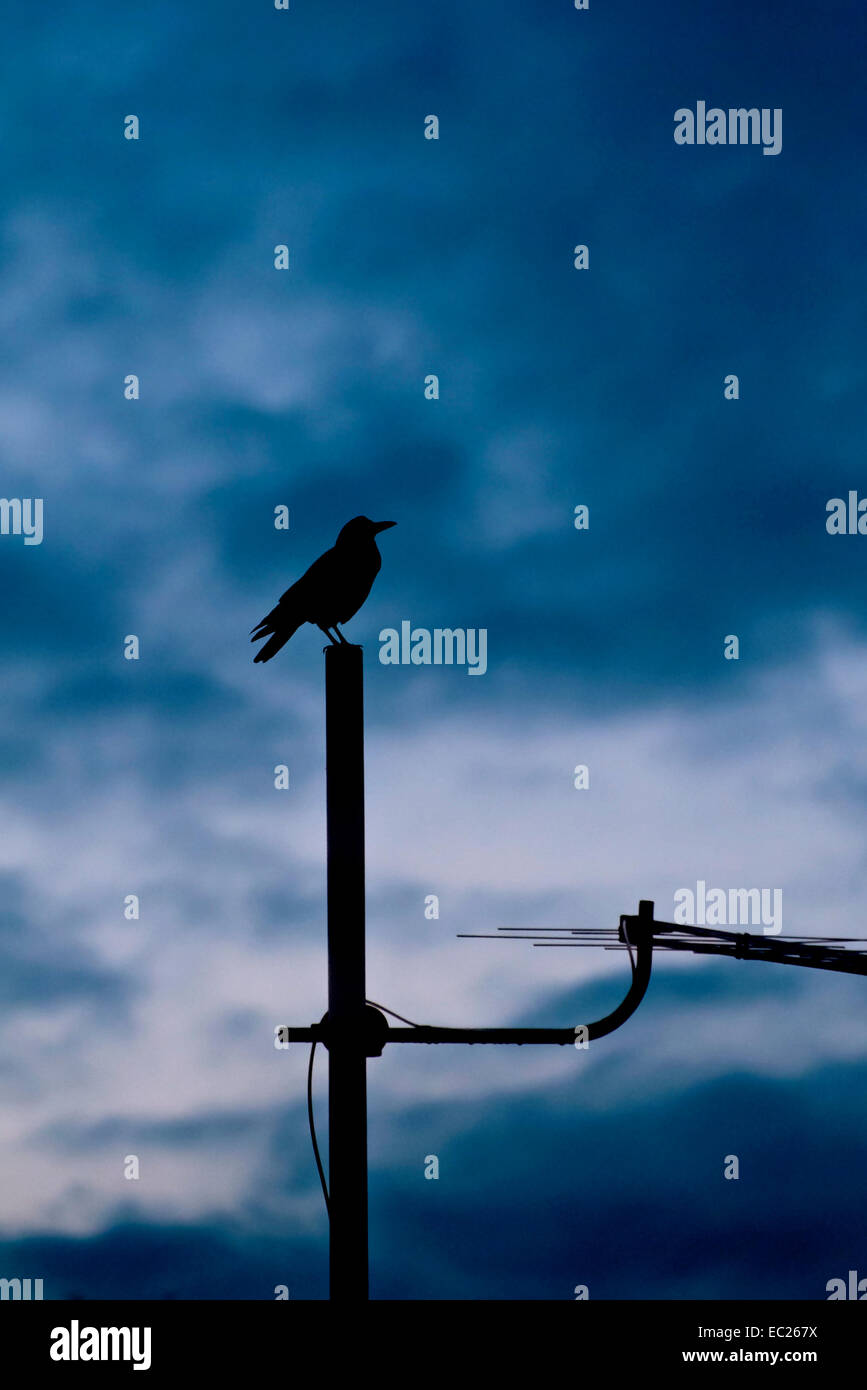 Silhouette di un corvo in piedi su una antenna TV Foto Stock
