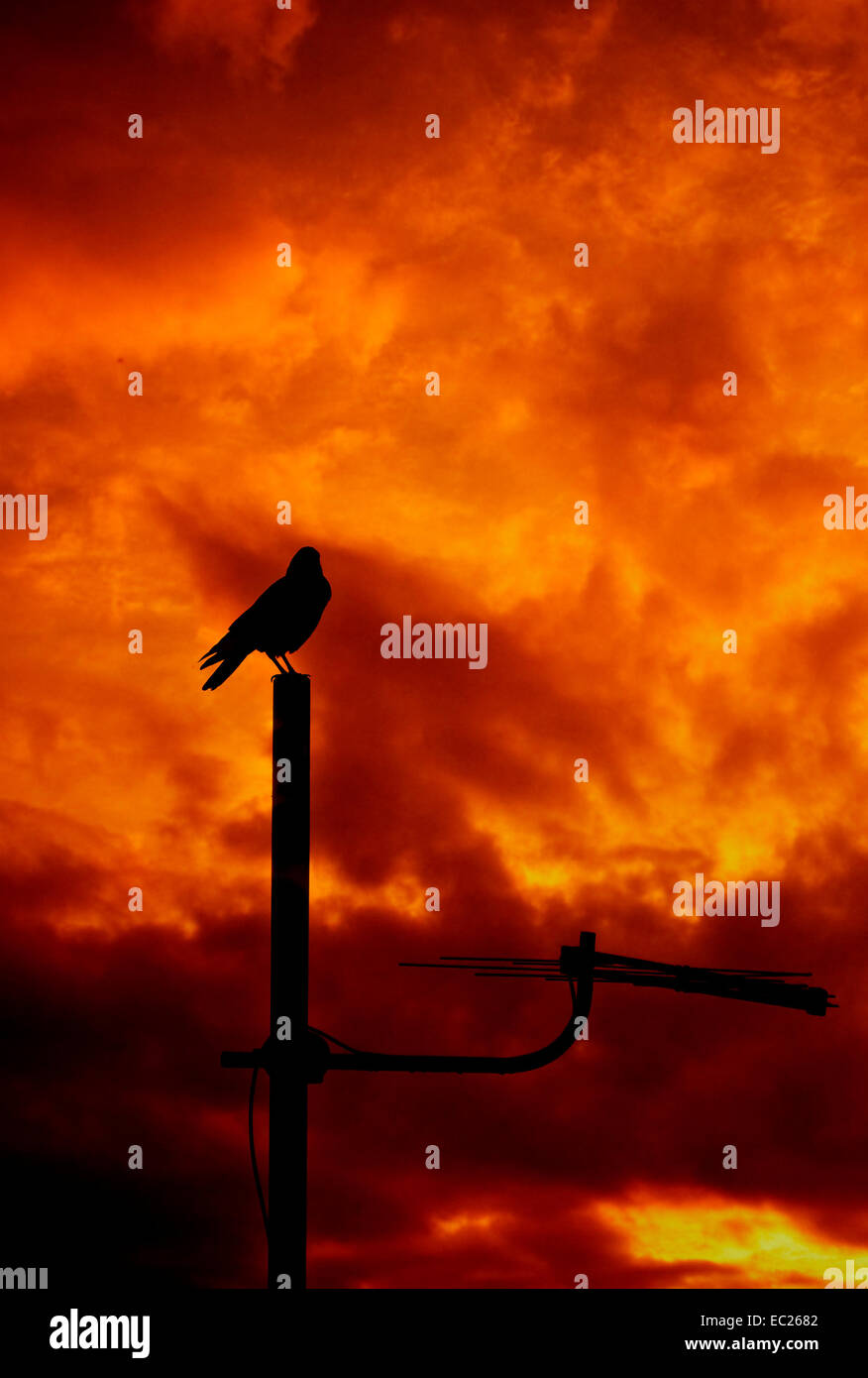 Silhouette di un corvo in piedi su una antenna TV Foto Stock