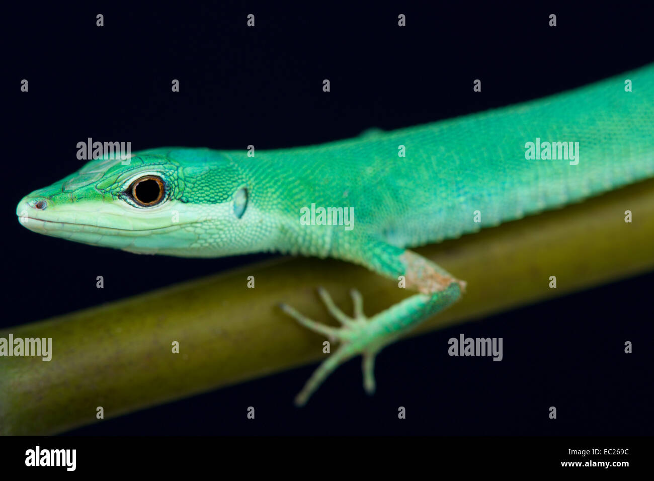 Prato Smeraldo lizard / Takydromus smaragdinus Foto Stock