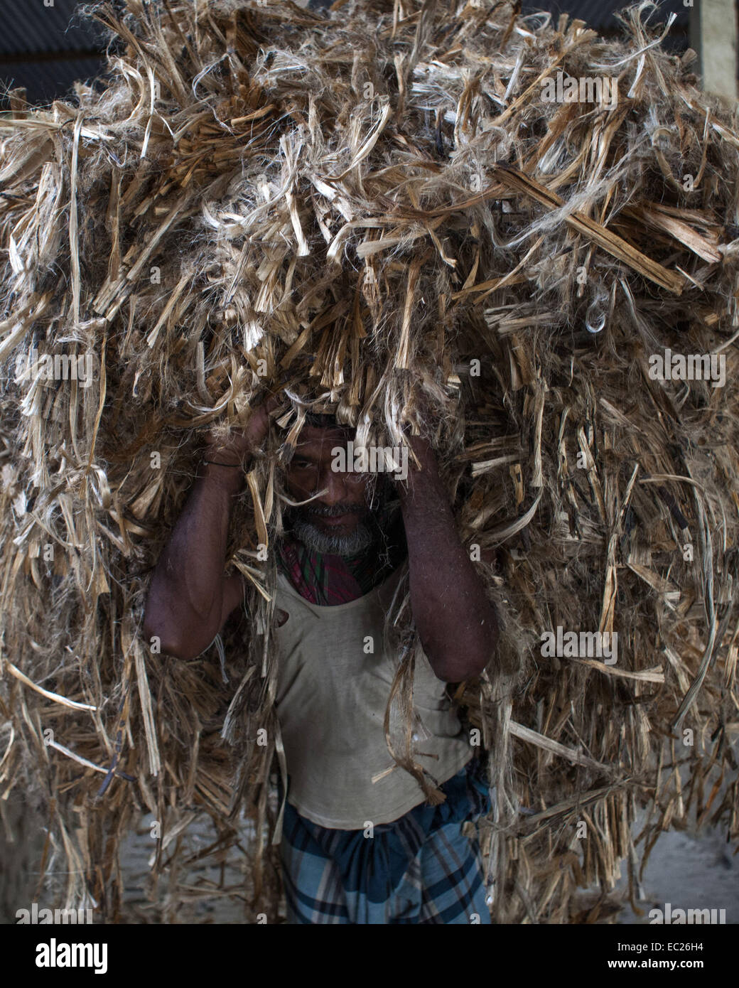 Munshigonj, Bangladesh. L'8 dicembre, 2014. Il lavoro del Bangladesh di lavorare all'interno di iuta godown Munshigonj nella periferia di Dhaka.Il Bangladesh è il più grande produttore mondiale di iuta, una sostanza fibrosa utilizzato nella realizzazione di tela ruvida, sacchi, stuoie, corda e spago e tappeto appoggiando.iuta è un settore vitale da economico, agricolo, industriale e commerciale.Il punto di vista in Bangladesh. Una volta la iuta è stato chiamato il ''˜fibra d'Oro" di.Bangladesh. Ma a causa di una continua perdita di ogni anno, la presente e la futura prosperità.e la crescita di questo settore è in una condizione di vulnerabilità. Ci sono diverse cause Foto Stock