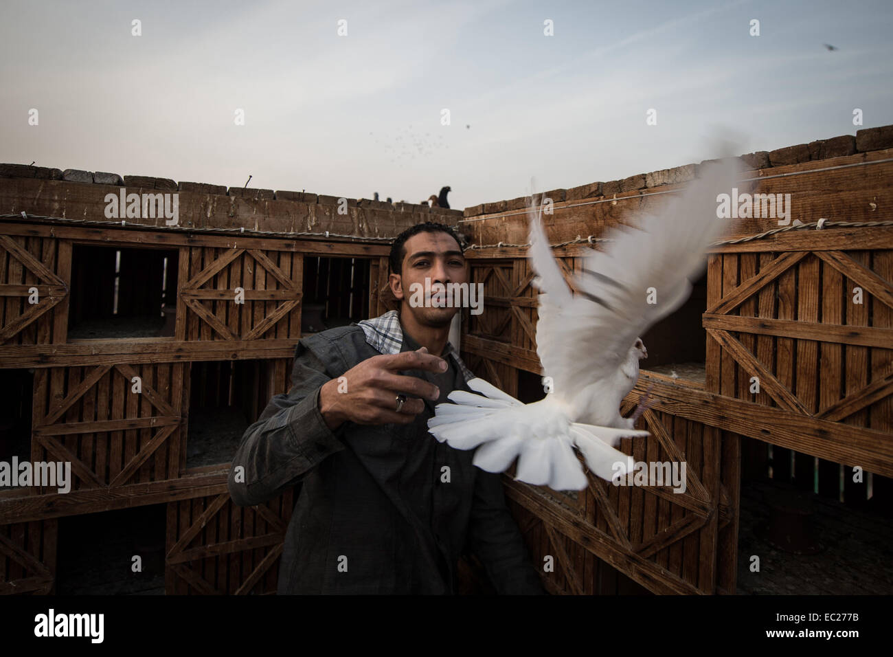 Il Cairo, Egitto. Xiii Nov, 2014. Ahmed Gamal, 24, un piccione egiziano di fantasia, mosche un piccione al soppalco costruito sulla sommità di un suo amico Mohamed Refaat's edificio nel quartiere Mohandesen, a ovest del Cairo, Egitto, su nov. 13, 2014. © Pan Chaoyue/Xinhua/Alamy Live News Foto Stock