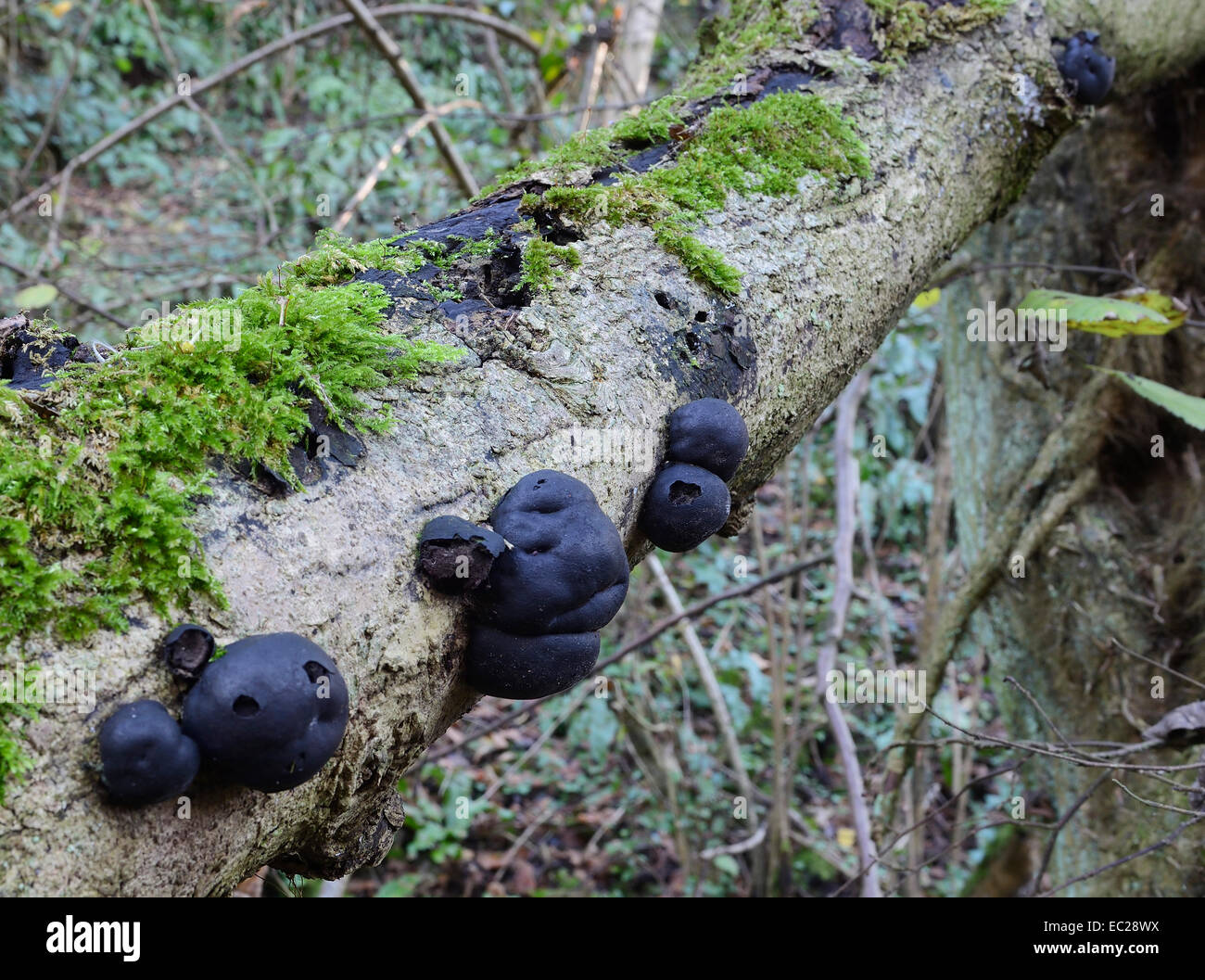 King Alfred's torte o crampi sfere funghi - Daldinia concentrica Foto Stock