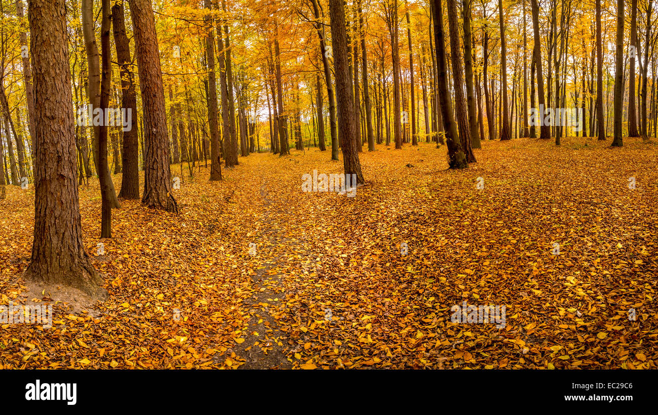 Il percorso nel bosco coperto con foglie in autunno i colori Foto Stock