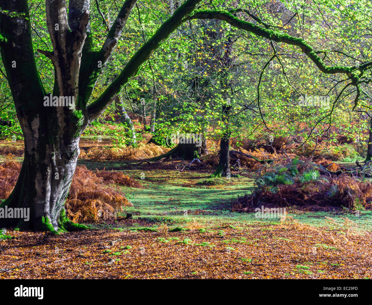 Glade nel nuovo Parco Nazionale Foreste con colori autunnali, Hampshire, Inghilterra, Regno Unito Foto Stock