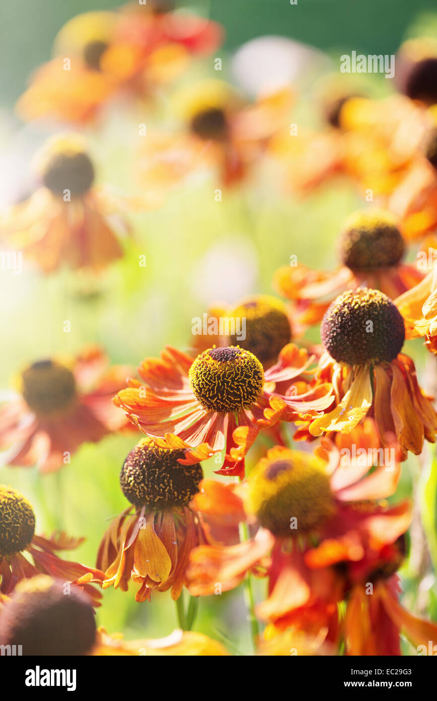 Tranquilla estate natura scena, vicino di fiori in presenza di luce solare Foto Stock