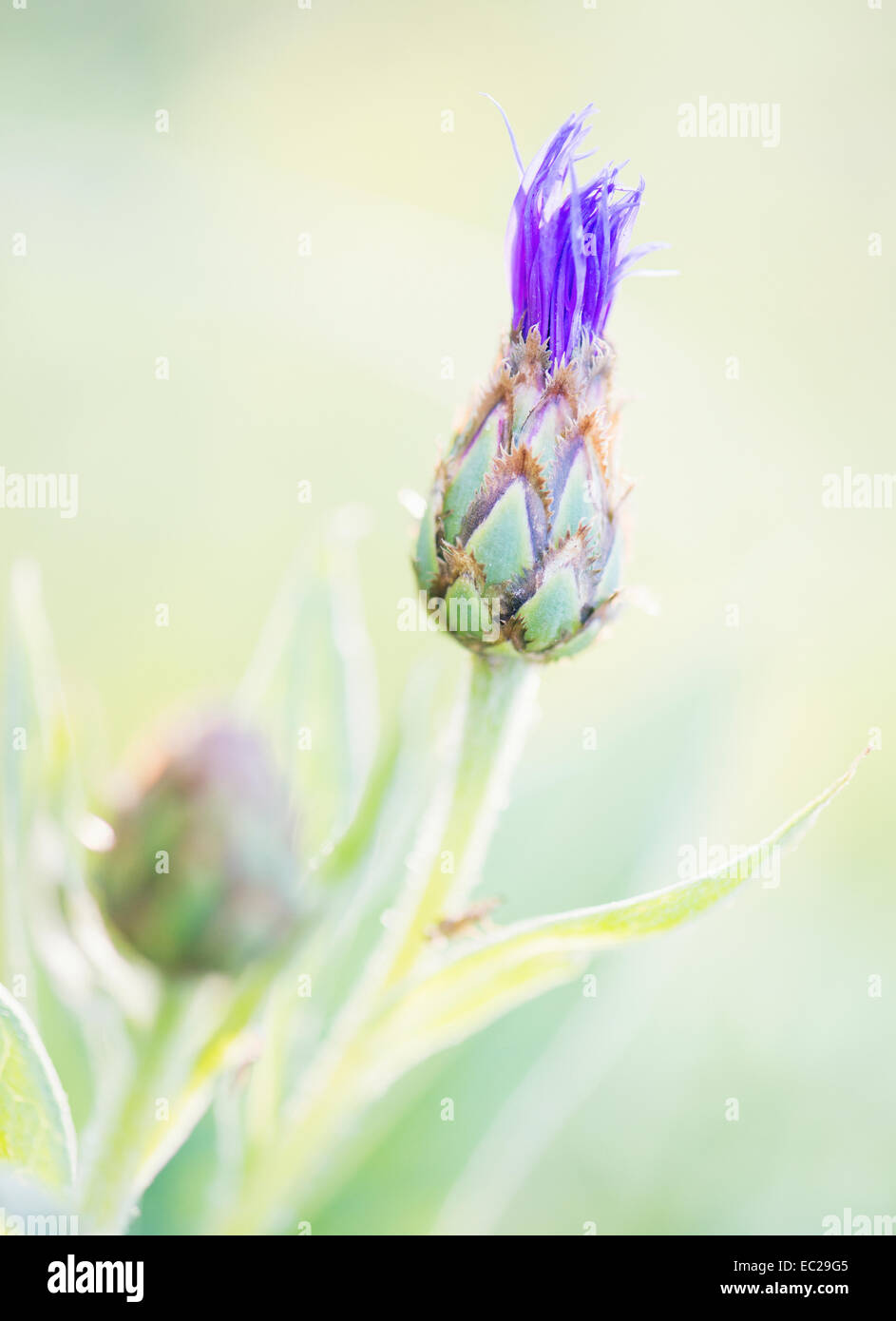 Tranquilla estate natura scena, close up del fiore di cardo in presenza di luce solare Foto Stock