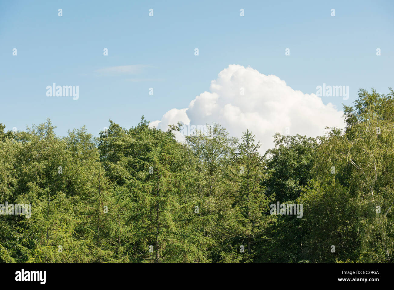 Foresta verde, blu cielo e una nuvola bianca Foto Stock