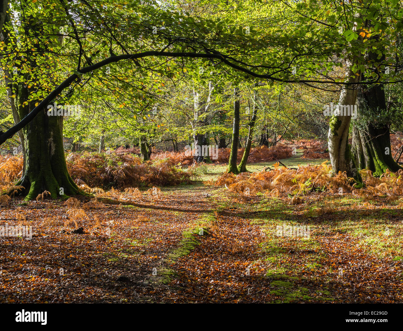Glade nel nuovo Parco Nazionale Foreste con colori autunnali, Hampshire, Inghilterra, Regno Unito Foto Stock