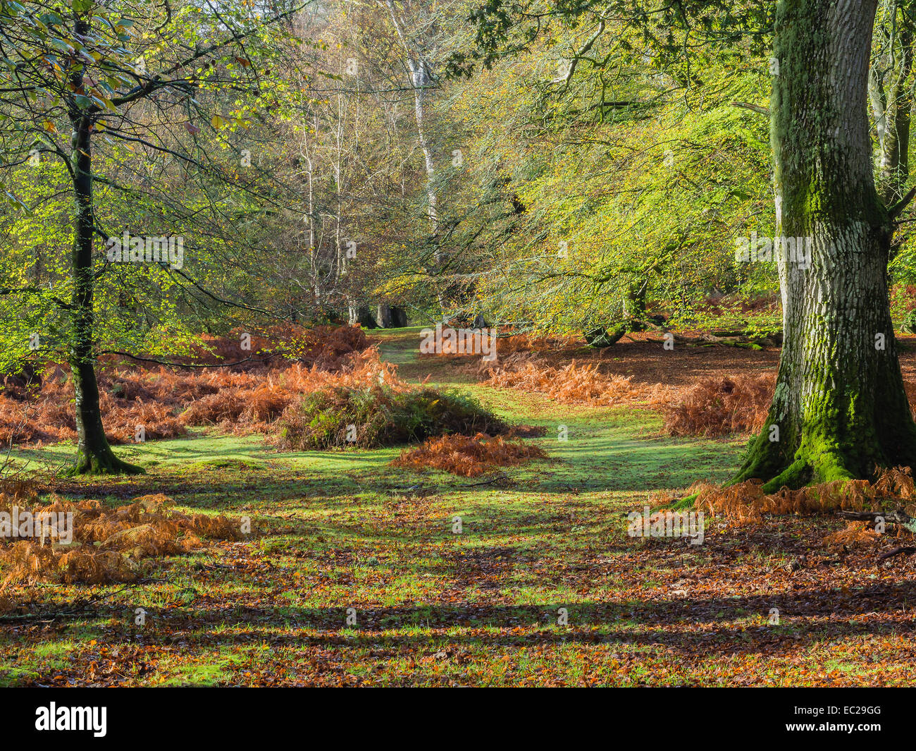 Glade nel nuovo Parco Nazionale Foreste con colori autunnali, Hampshire, Inghilterra, Regno Unito Foto Stock
