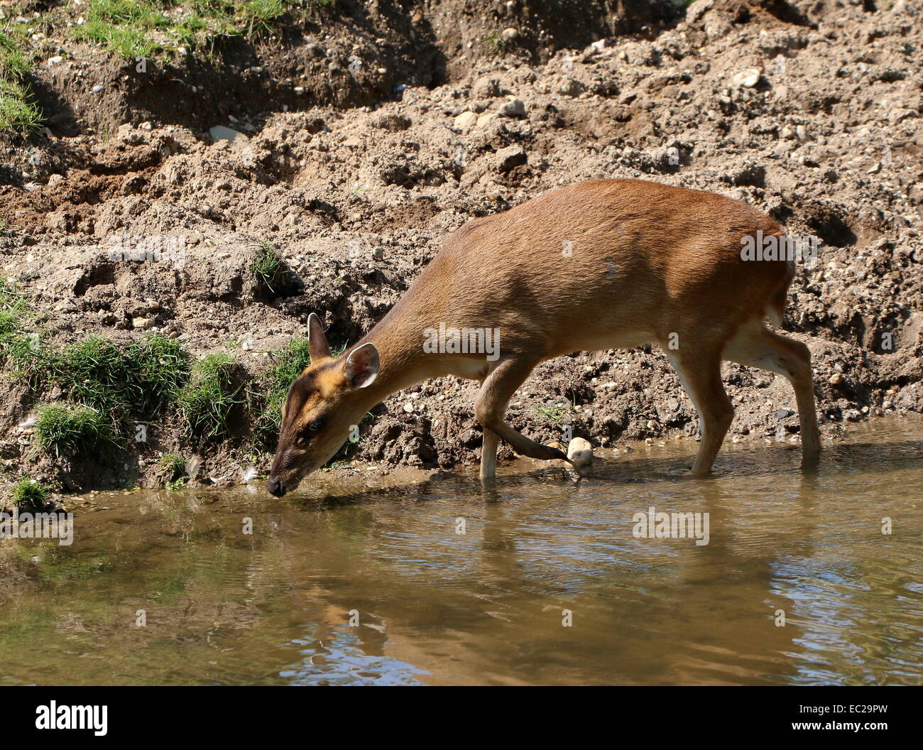 Reeve femmina del cervo muntjac (Muntiacus reevesi) acqua potabile, camminando lungo il bordo dell'acqua Foto Stock