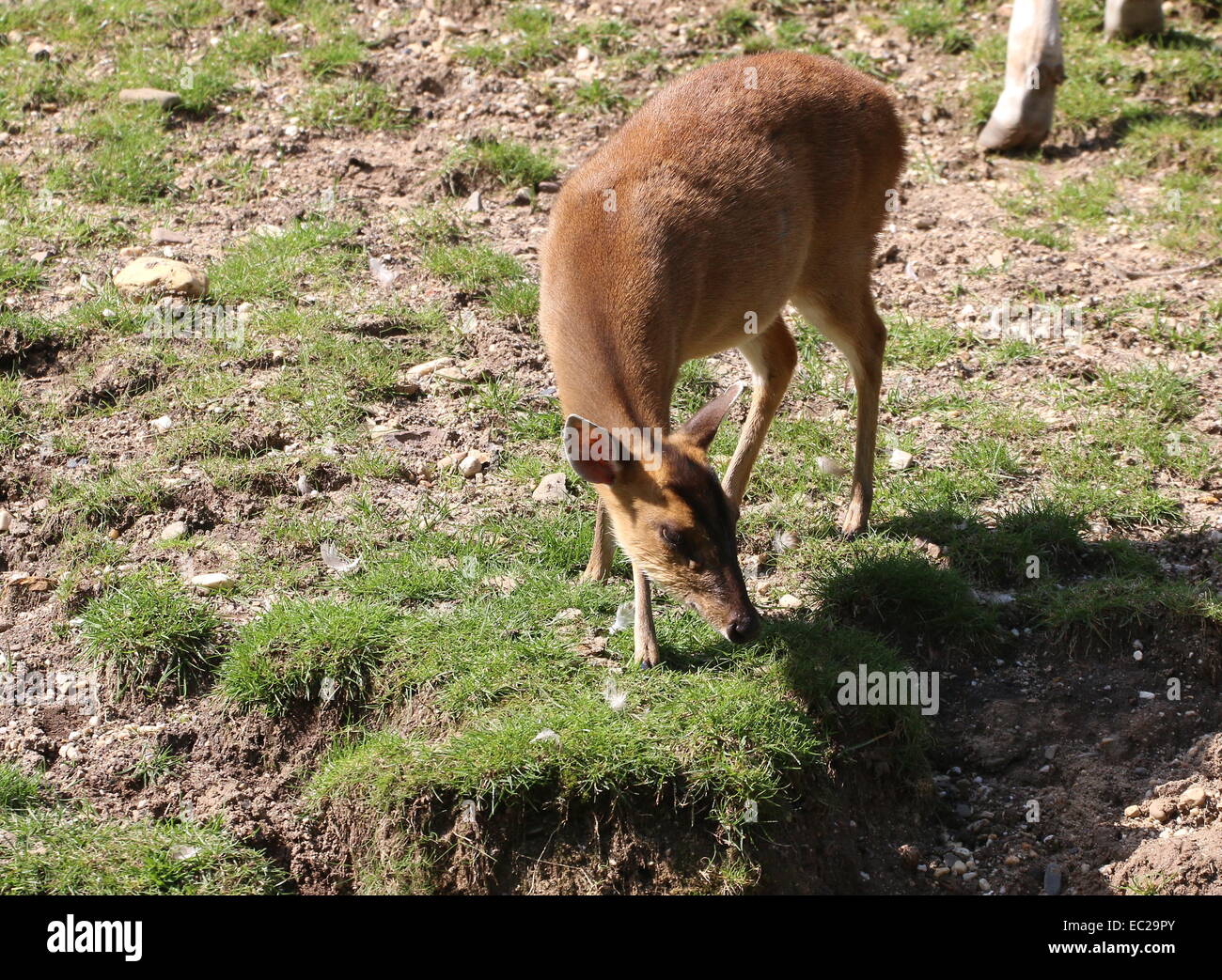 Reeve femmina del cervo muntjac (Muntiacus reevesi) Foto Stock