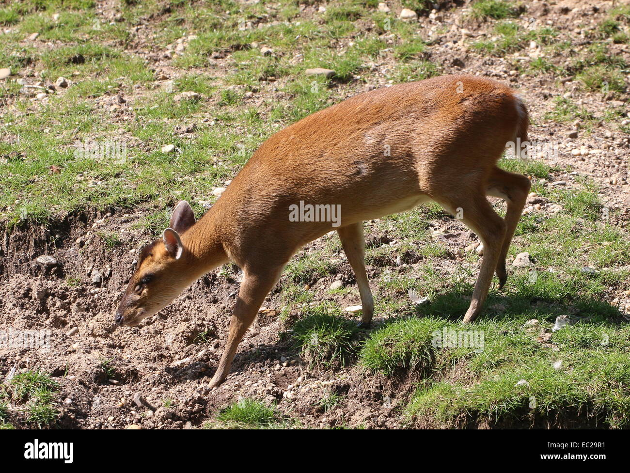Reeve femmina del cervo muntjac (Muntiacus reevesi) acqua potabile Foto Stock