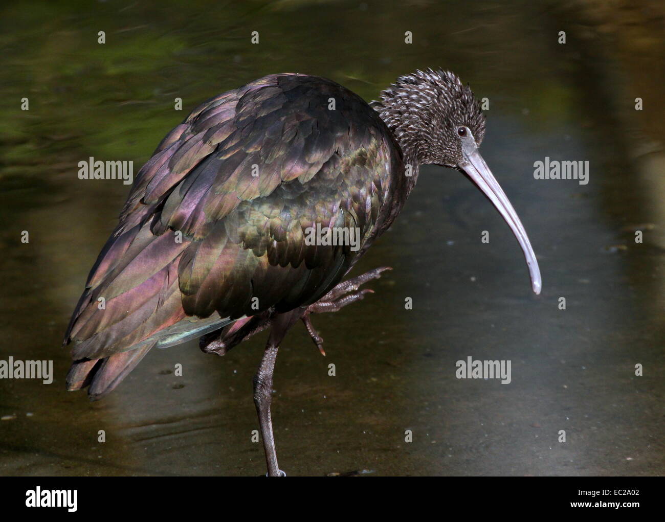 Ibis lucido (Plegadis falcinellus) close-up, in piedi su una gamba Foto Stock