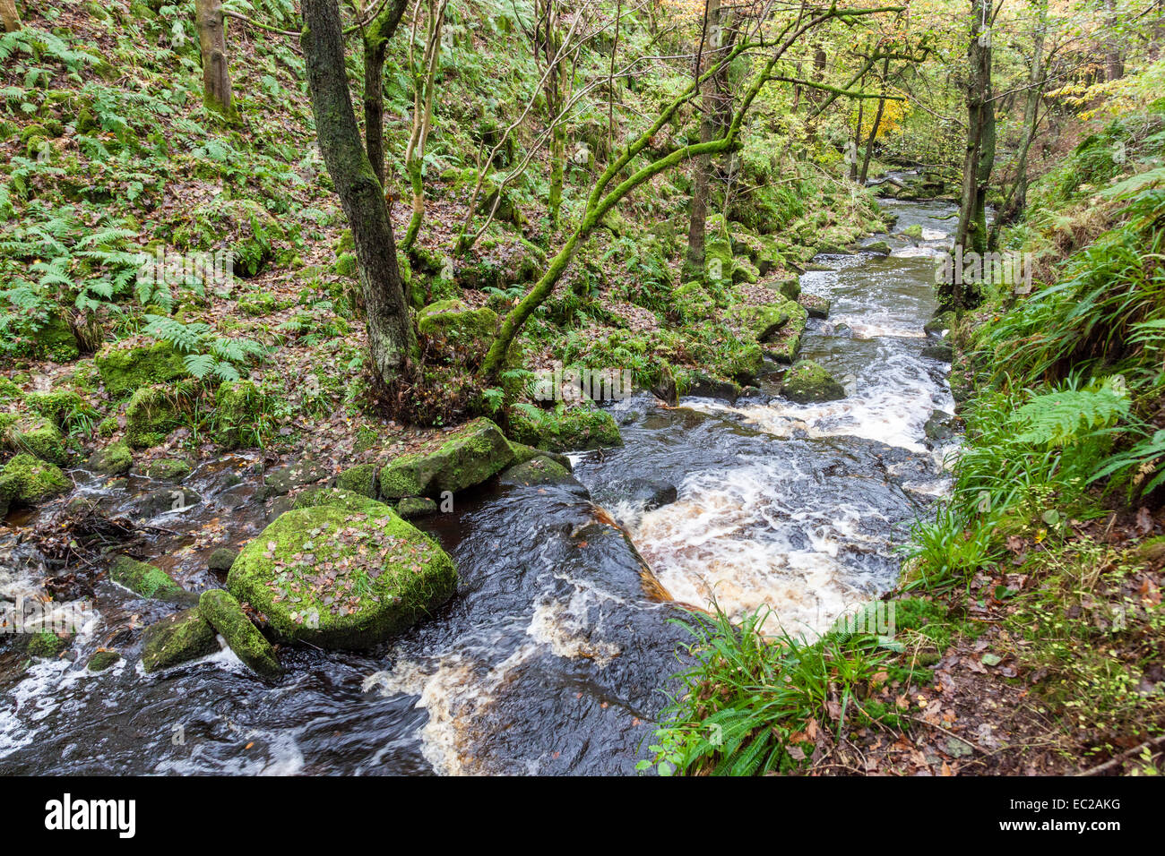 Flusso che scorre attraverso il bosco in autunno. Burbage Brook, Padley Gorge nel Derbyshire, Parco Nazionale di Peak District, England, Regno Unito Foto Stock