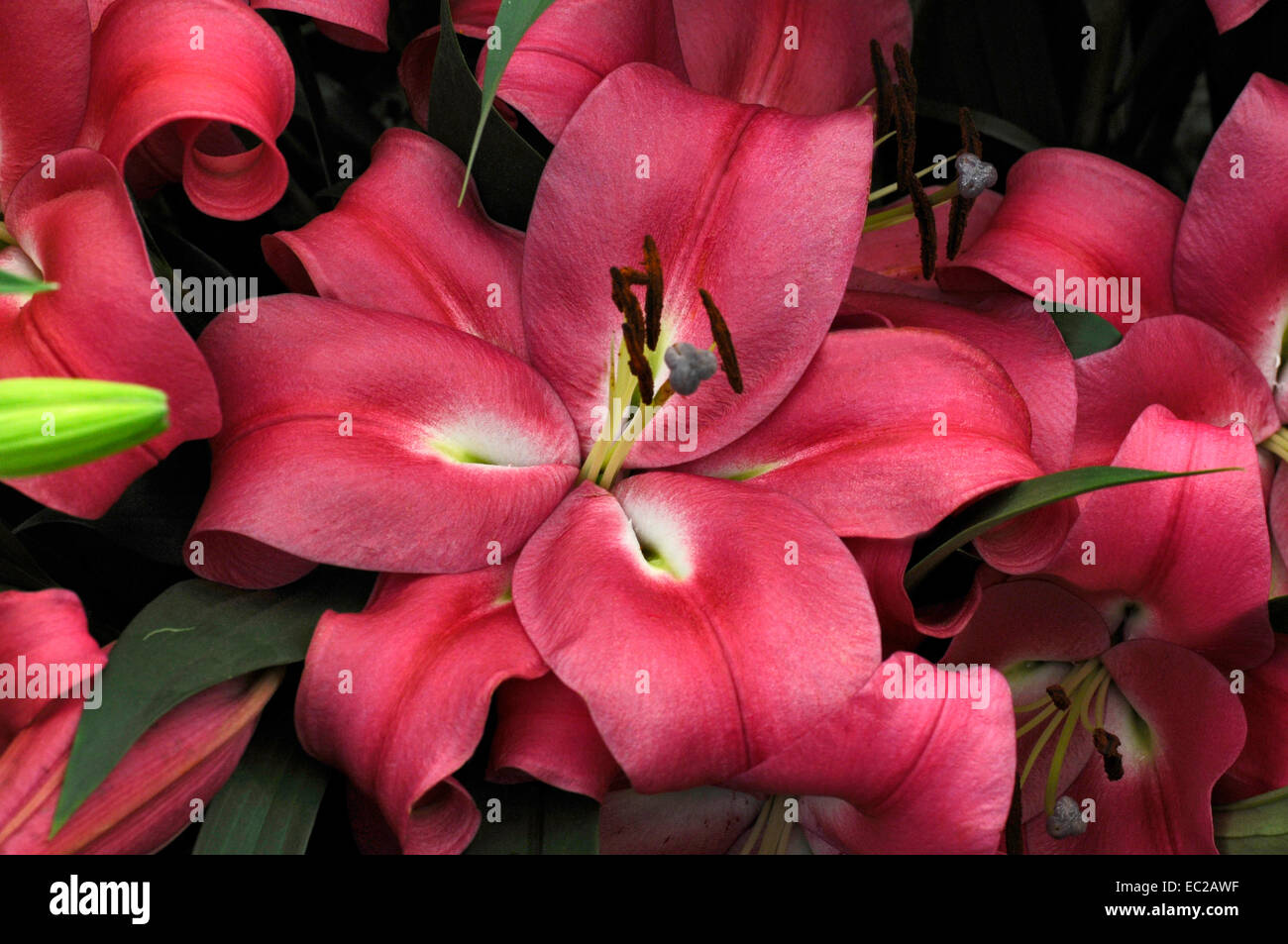 Close up della fioritura Lilium 'Robina' Foto Stock