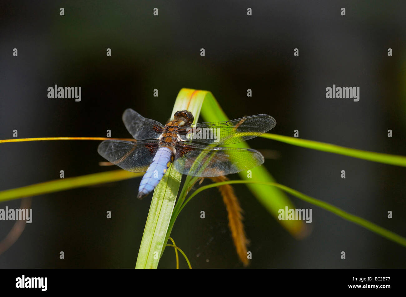 Chiudere l immagine di un ampio corposo Chaser Dragonfly Libellula depressa Foto Stock