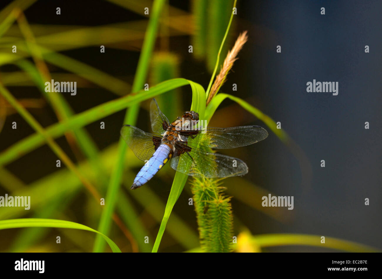 Chiudere l immagine di un ampio corposo Chaser Dragonfly Libellula depressa Foto Stock