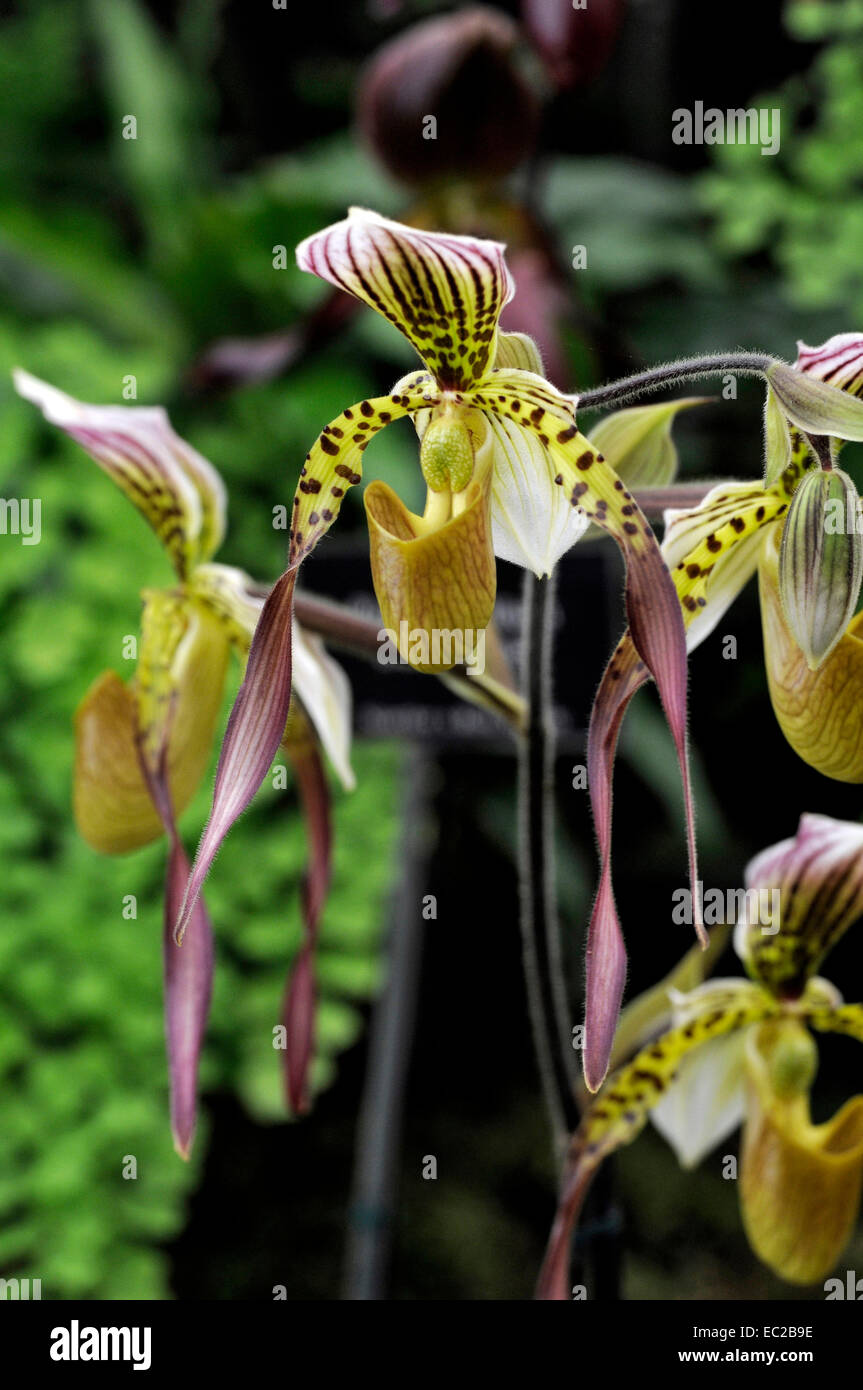 Close up di esotismo Orchid Paphiopedilum Lebaudyanum ( haynaldianum x philippinense ) Foto Stock