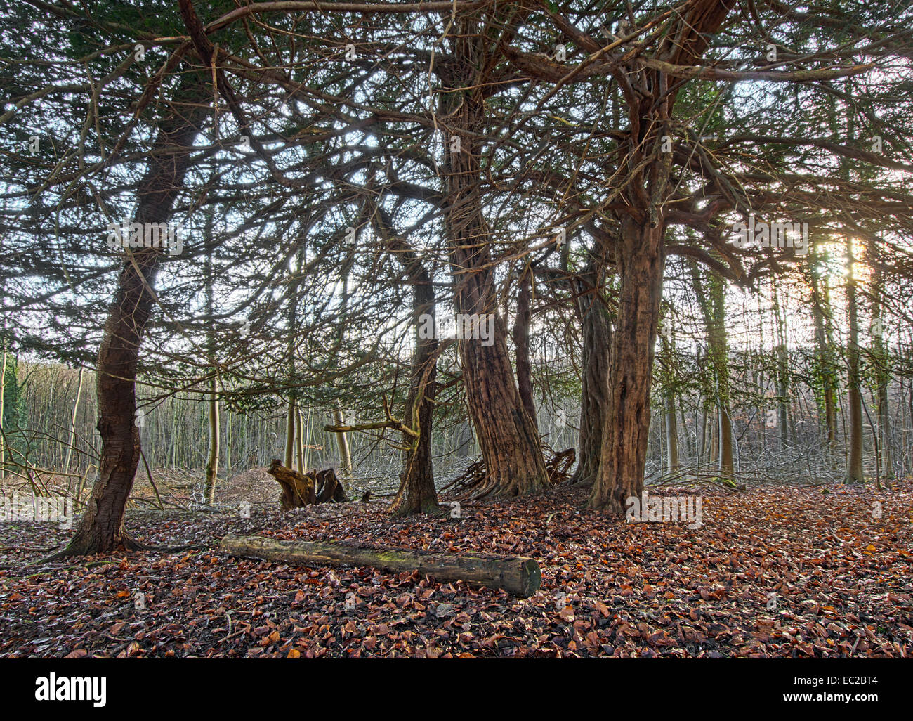 Yew alberi in piantagione di pino Foto Stock