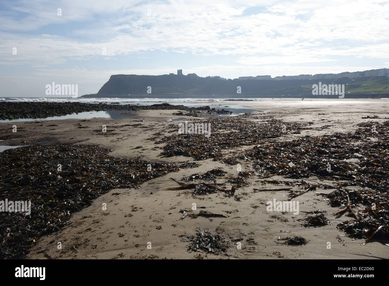 La bassa marea e una grande distesa di sabbia e alghe a North Bay a Scarborough sulla costa nord est del North Yorkshire su una aletta Foto Stock