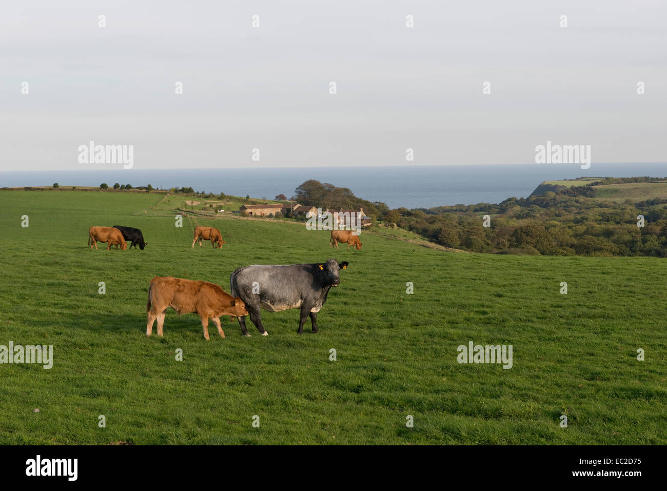 Vacche vacche di manzo all'erba in un campo sulla costa est vicino a Scarborough in North Yorkshire in una bella giornata d'autunno Foto Stock