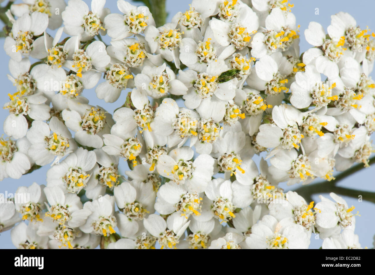 Fiori di comune achillea, Achillea millefolium, bianco prati fioriti con erbacce Compositae fiori Foto Stock