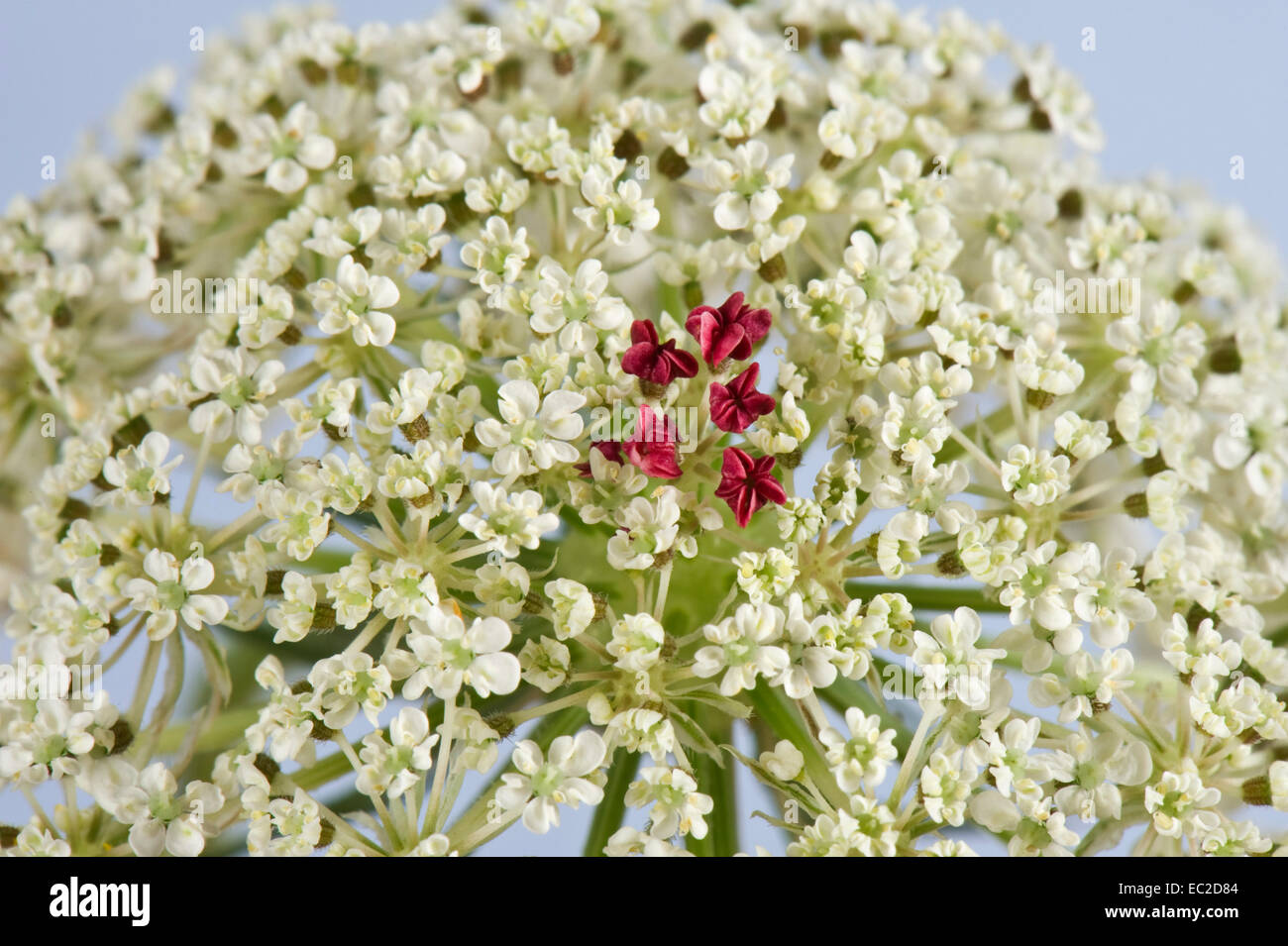 Wild carota, Queen Anne's pizzi, vescovo di pizzo, birdsnest, Daucus carota,, fiore rosso con broccoli al centro dell'ombrella Foto Stock