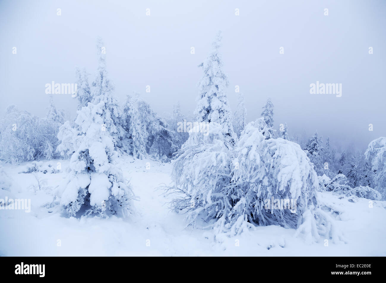 Fiaba Forest Foto Stock