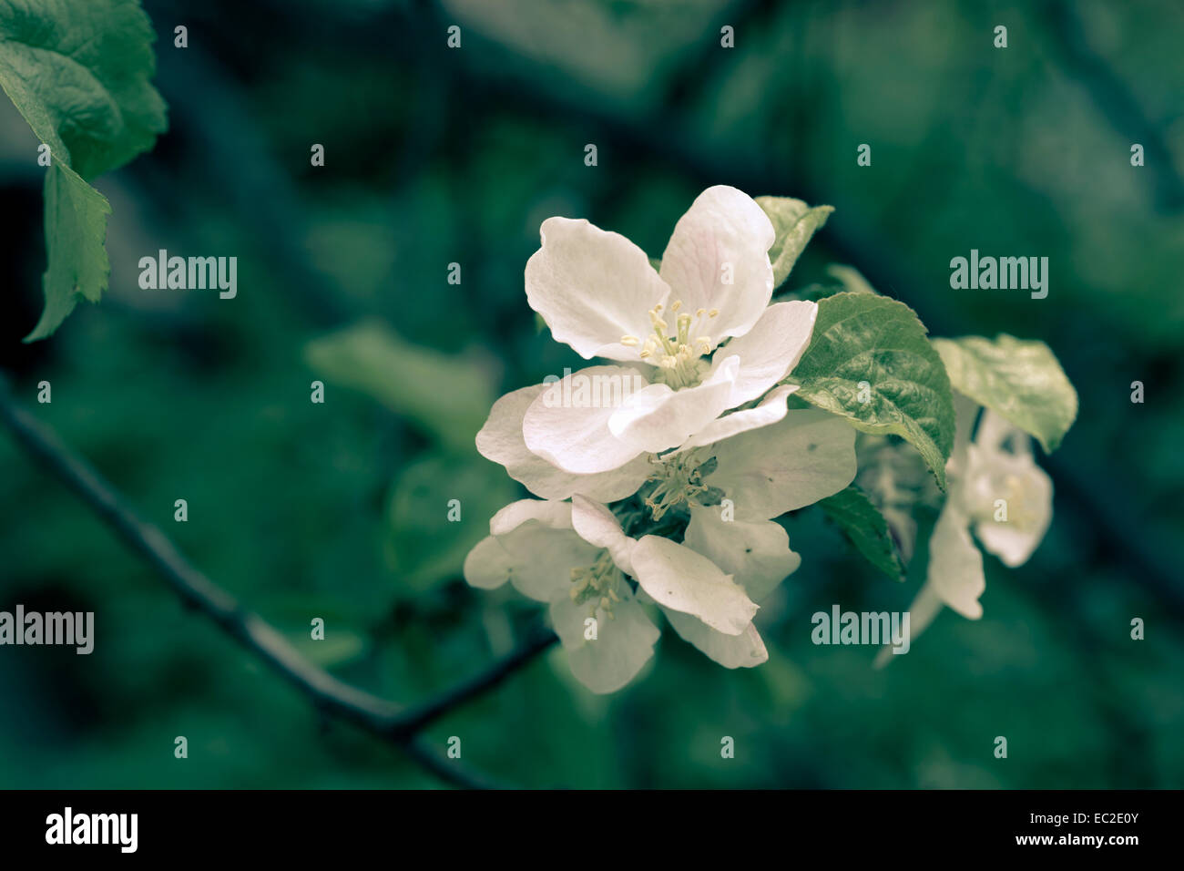 Ramo di apple blossom tree con il fuoco selettivo sul fiore centrale Foto Stock