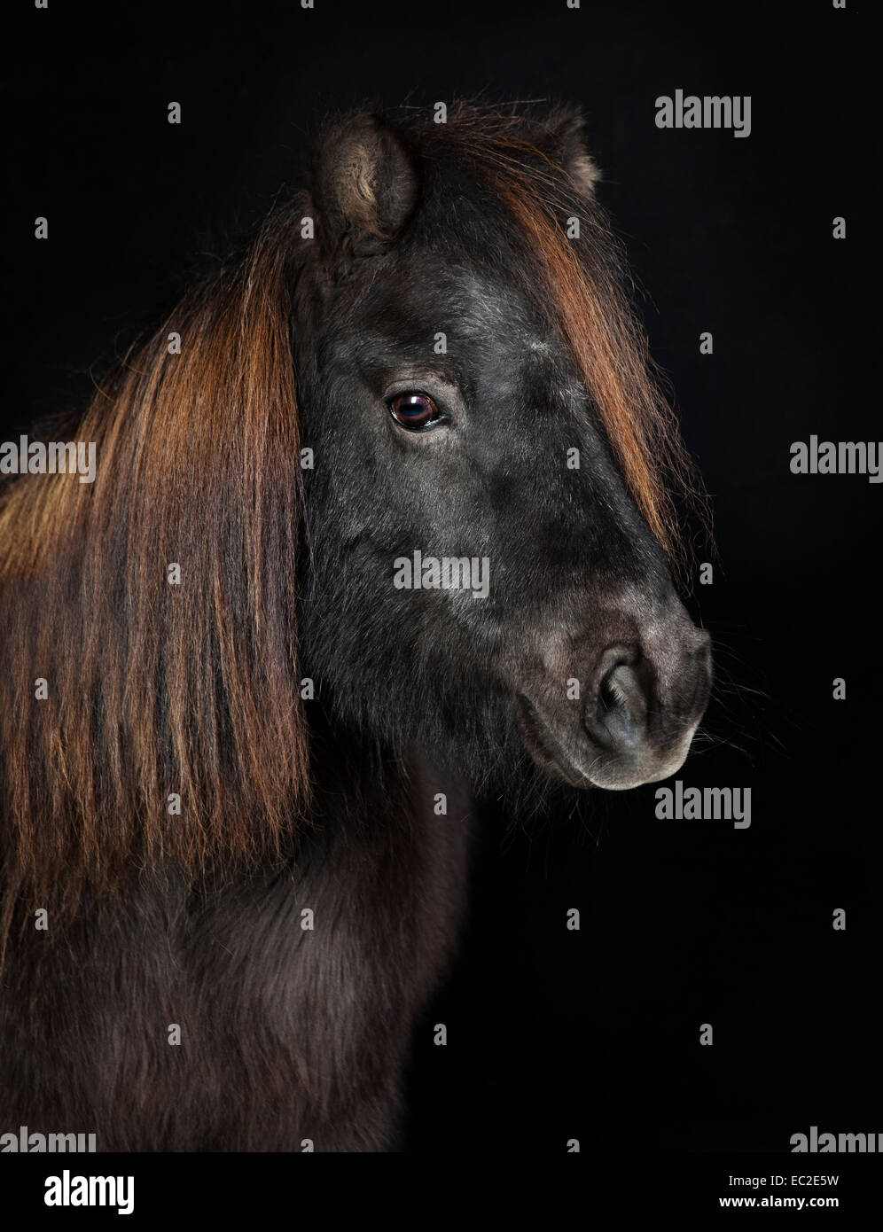 Nero pony Shetland davanti a sfondo nero. fotografato in studio Foto Stock