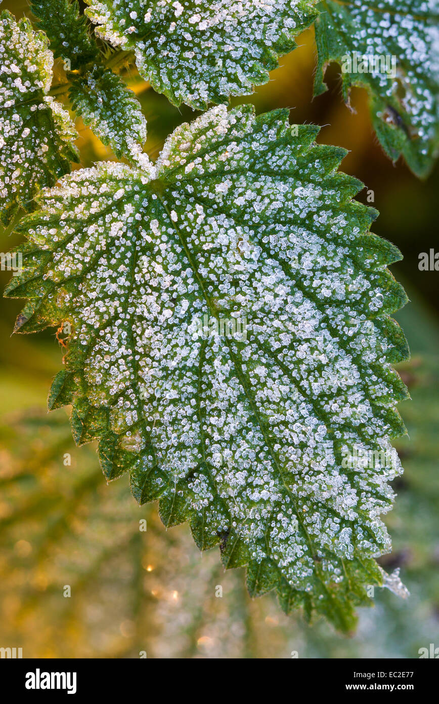 Frosty foglia di ortica Foto Stock