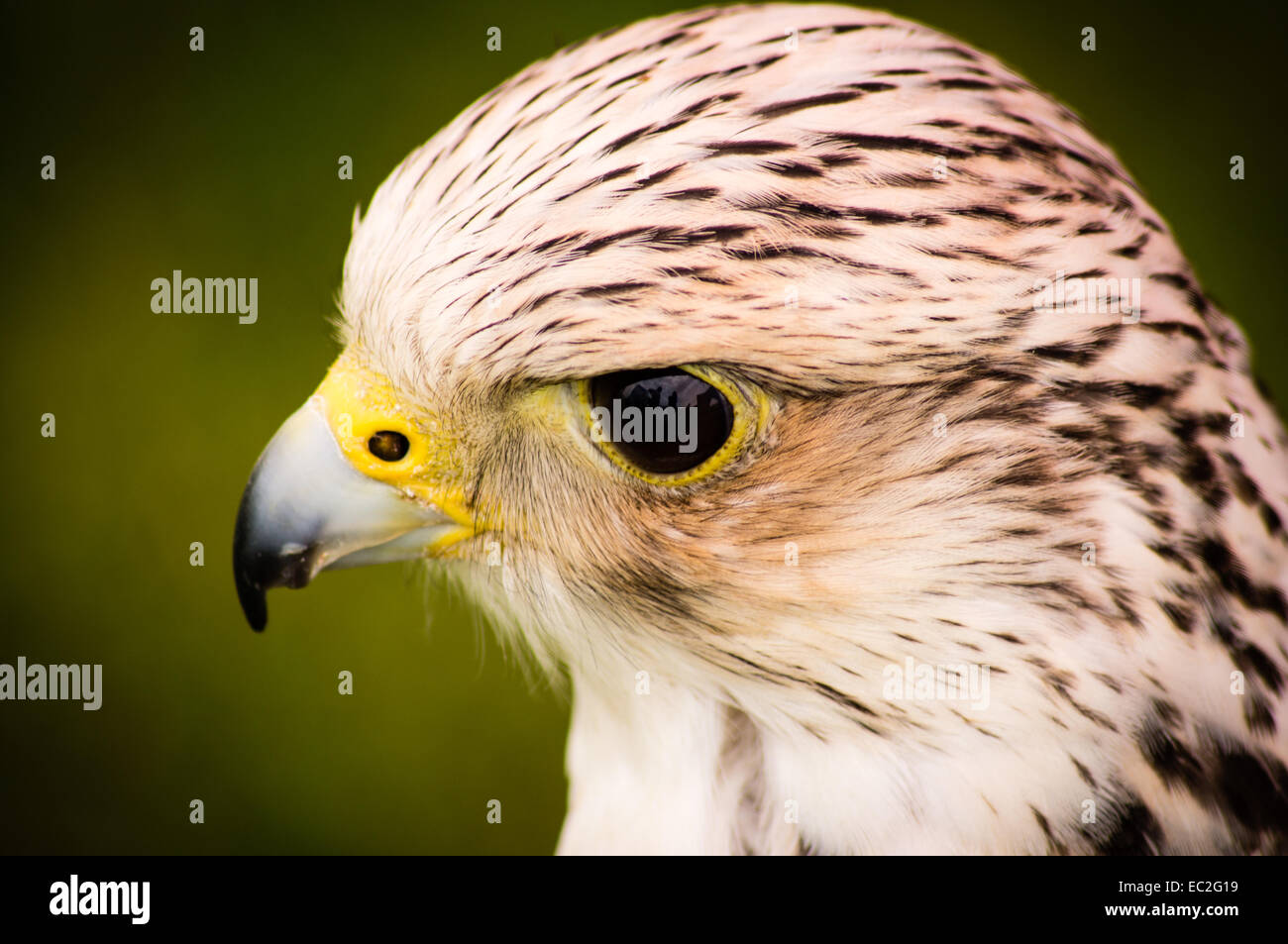 Vicino la foto di un falco ibrido Foto Stock