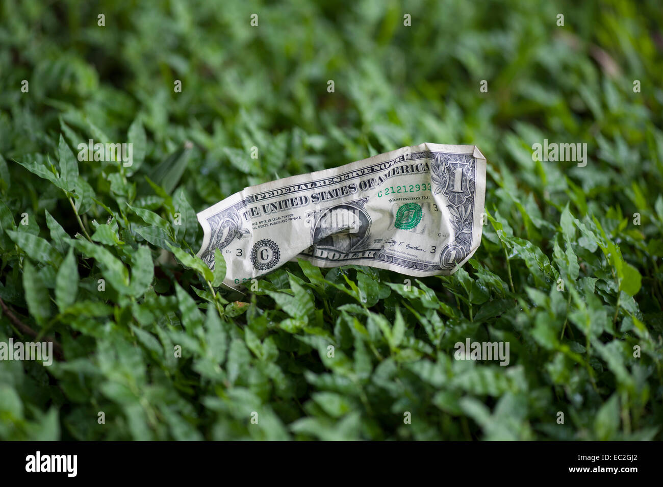 Crumpled un dollaro sdraiati sull'erba Foto Stock