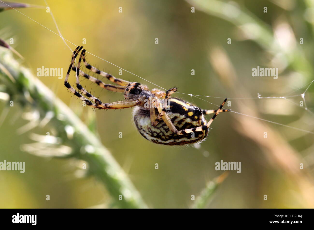 Essere Appeso A Un Filo Significato Appeso a un filo immagini e fotografie stock ad alta risoluzione - Alamy