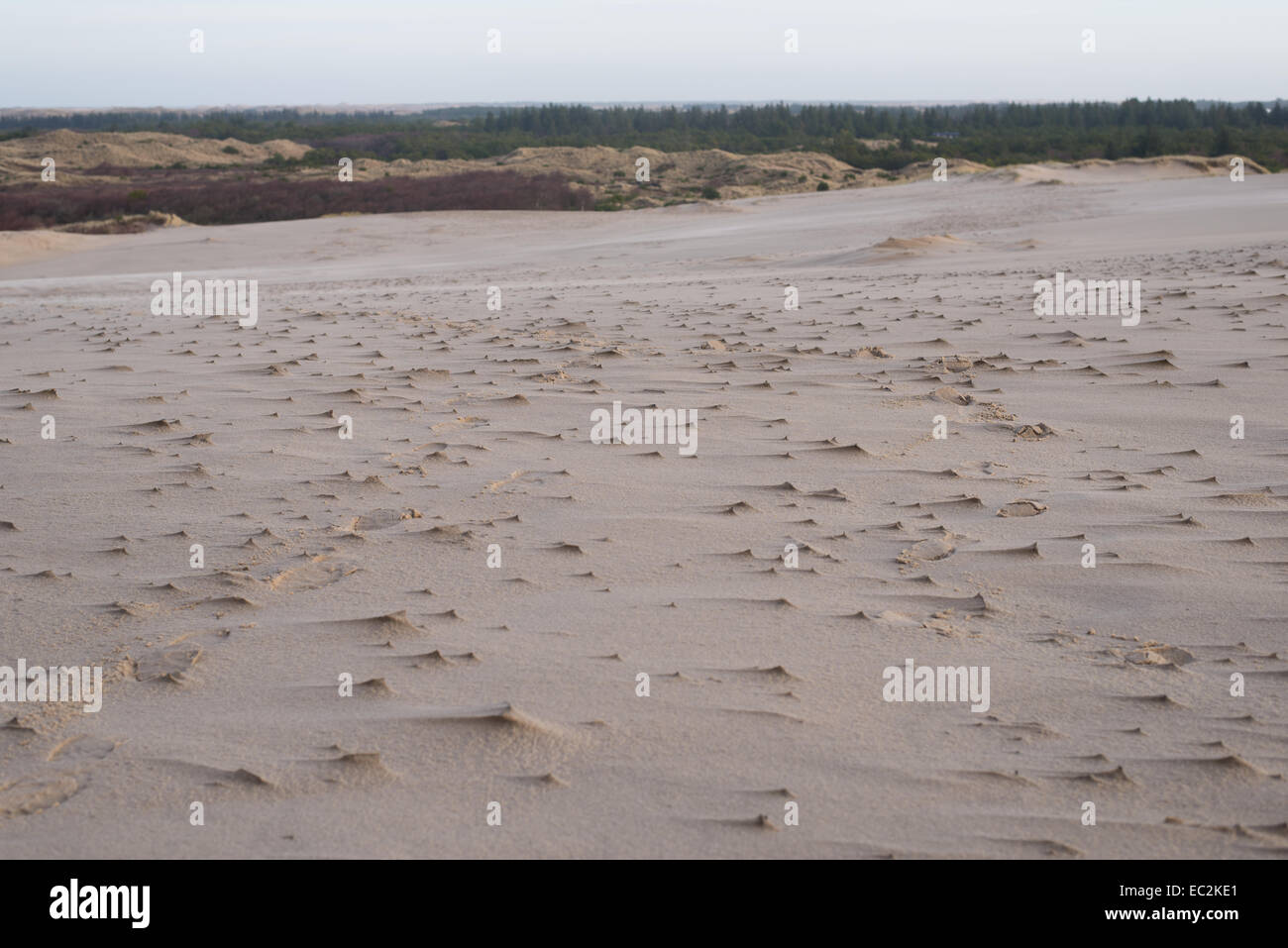 Paesaggio di dune di Skagen, Danimarca con dune di sabbia e la luce del giorno. Foto Stock