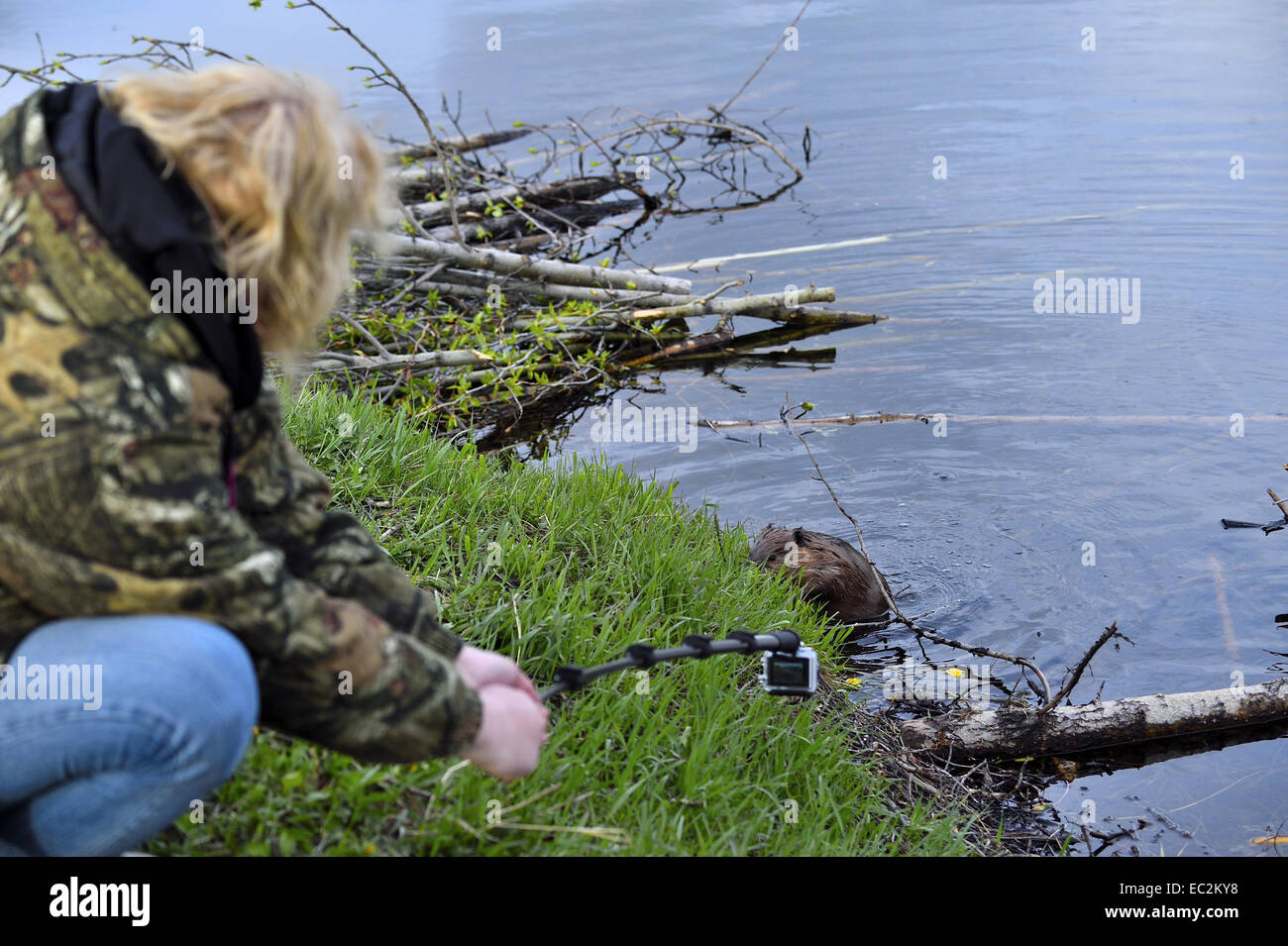 Scattare una foto di un wild beaver con una videocamera fissata ad un palo lungo Foto Stock