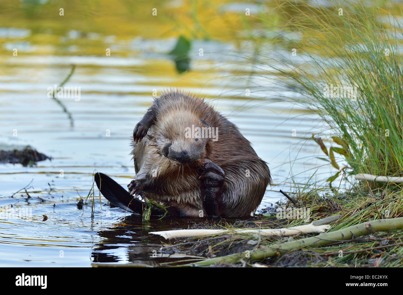 Un adulto beaver seduto sulla sua estremità posteriore in acque poco profonde la potatura la sua pelliccia con le sue zampe posteriori. Foto Stock
