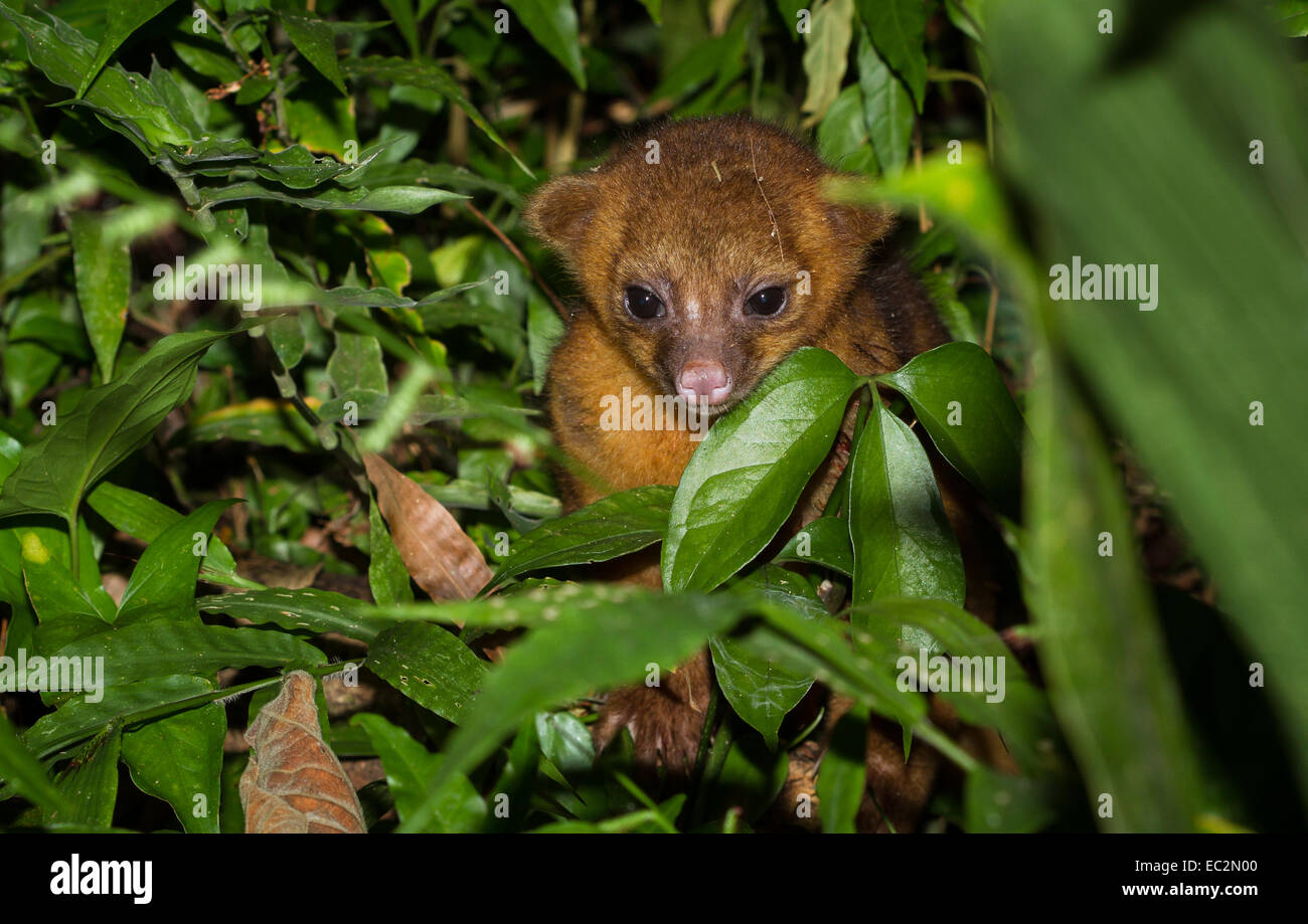 Kinkajou nella giungla, Belize Foto Stock
