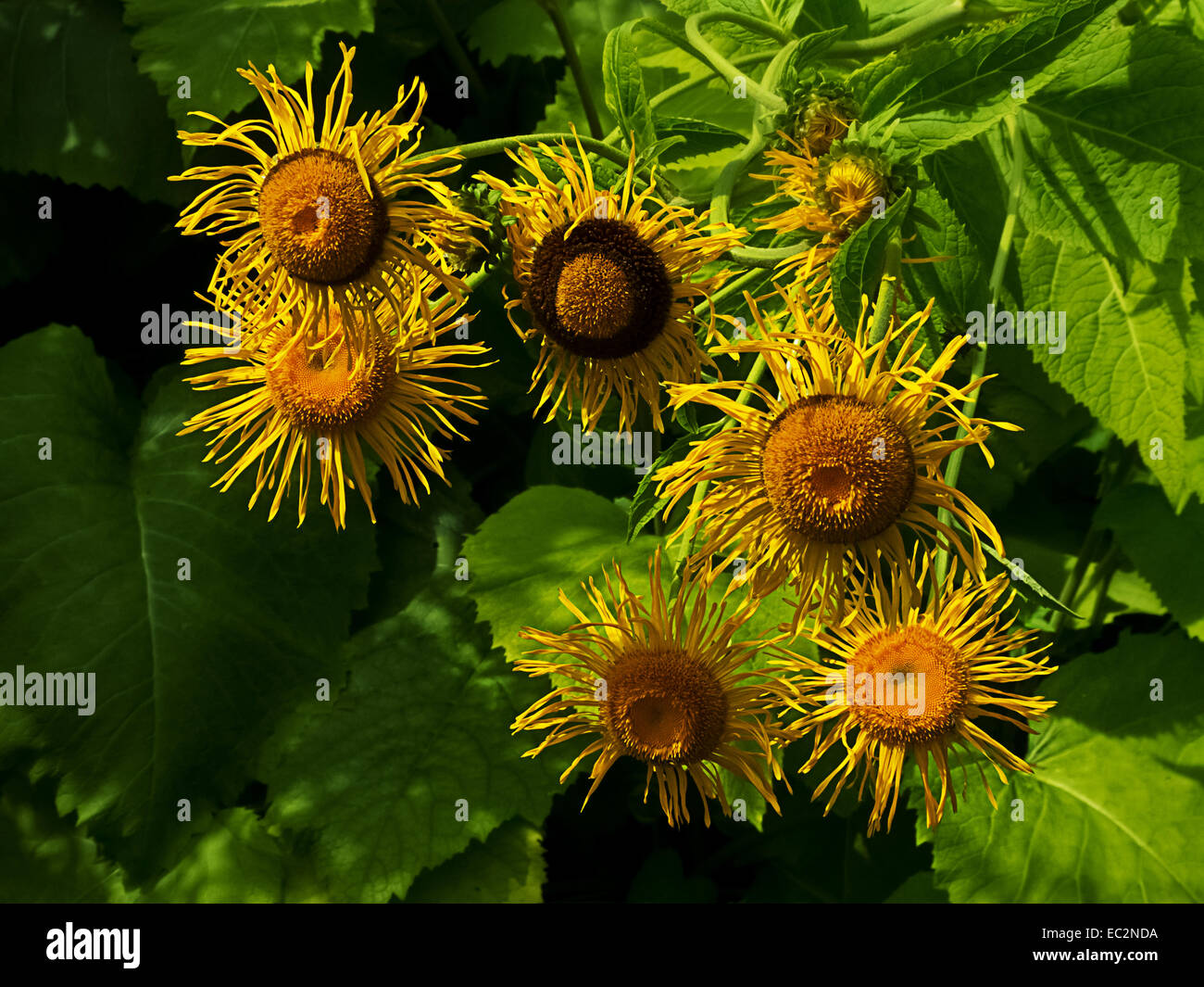 Gruppo girasole Foto Stock