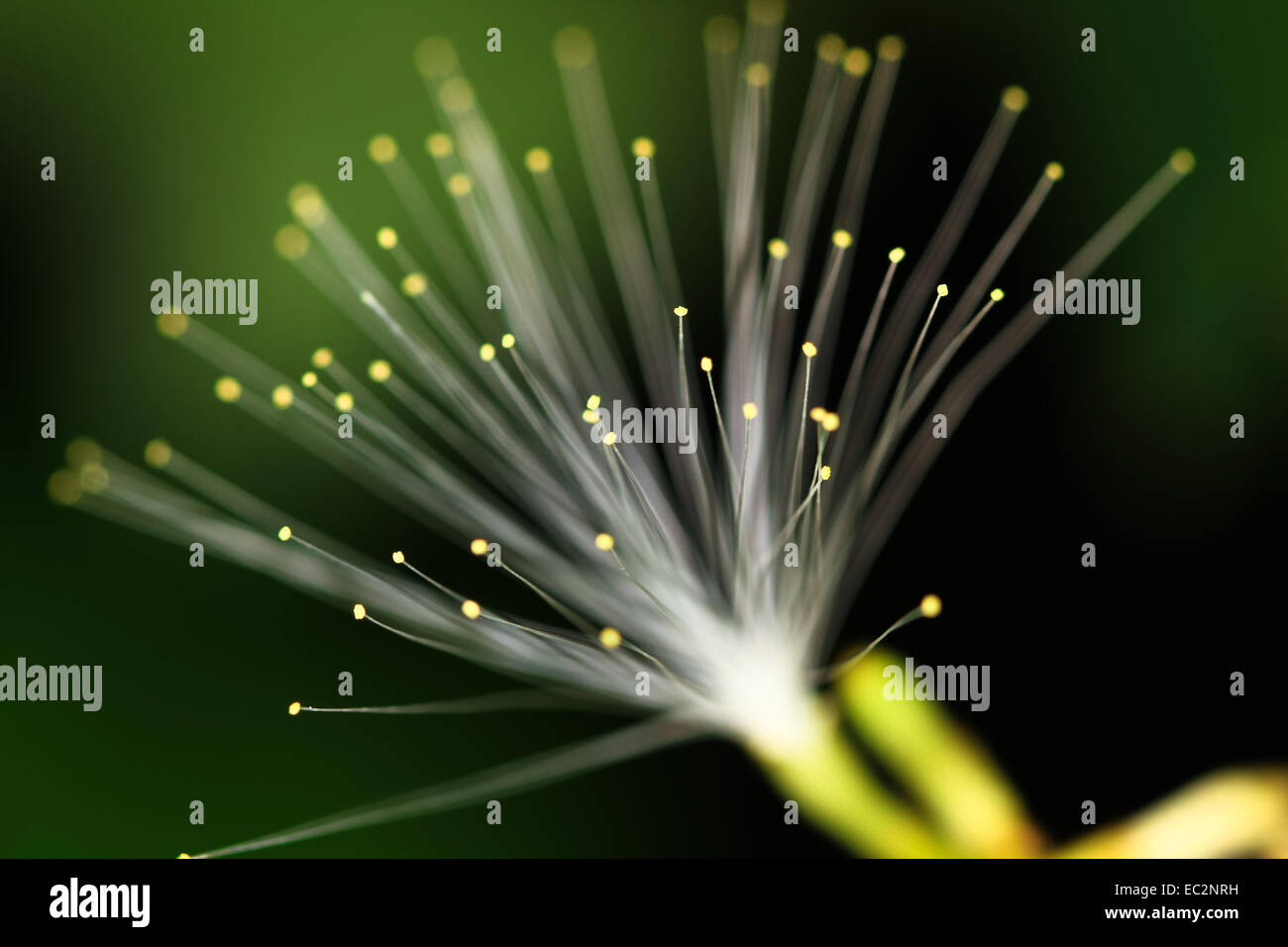 Fiore assomiglia a fibre ottiche, il Belize Foto Stock